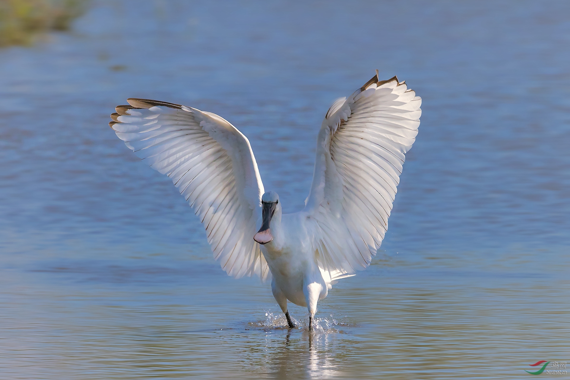 靓羽贺获鸟类精华