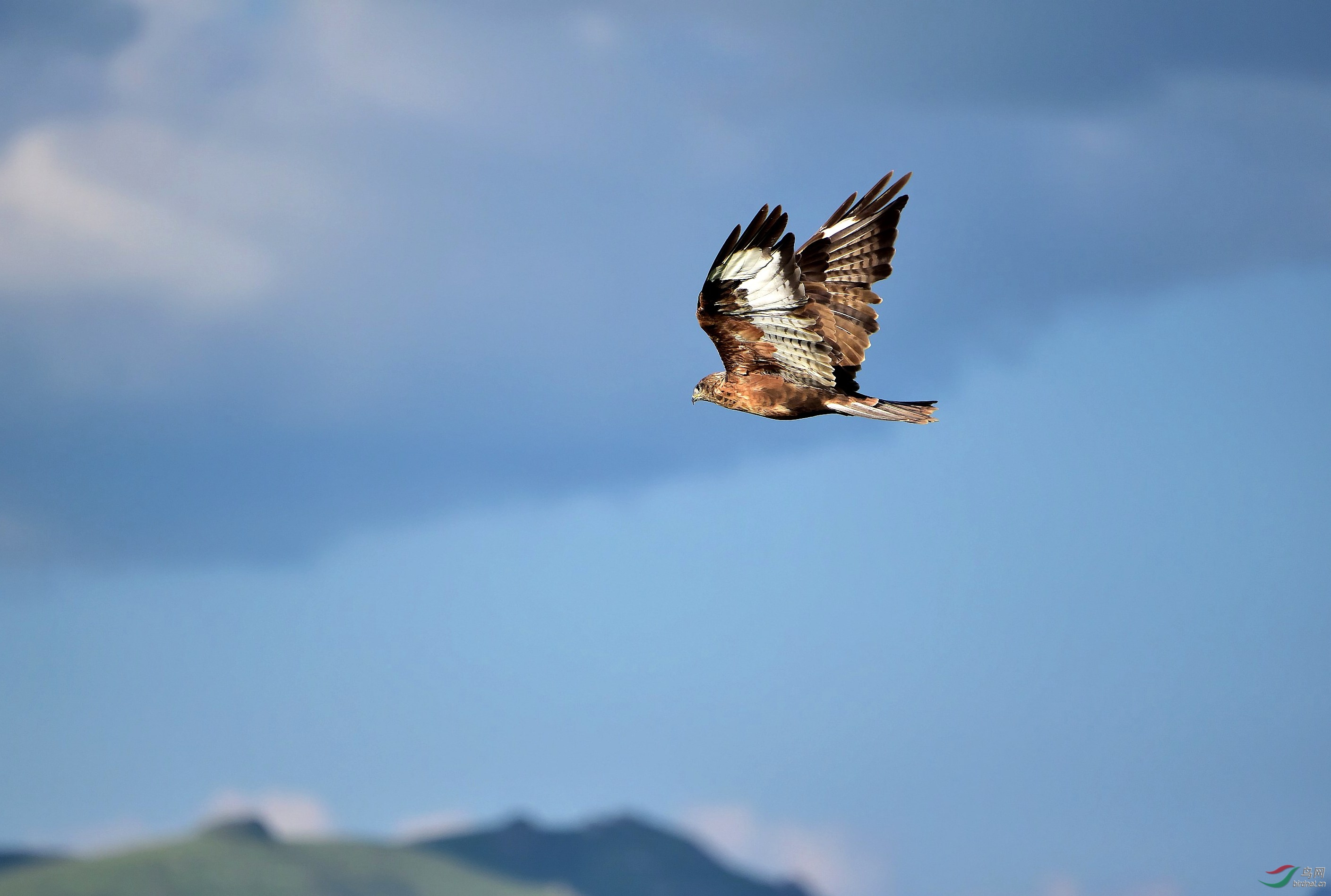 DSC_2652_conew7.jpg