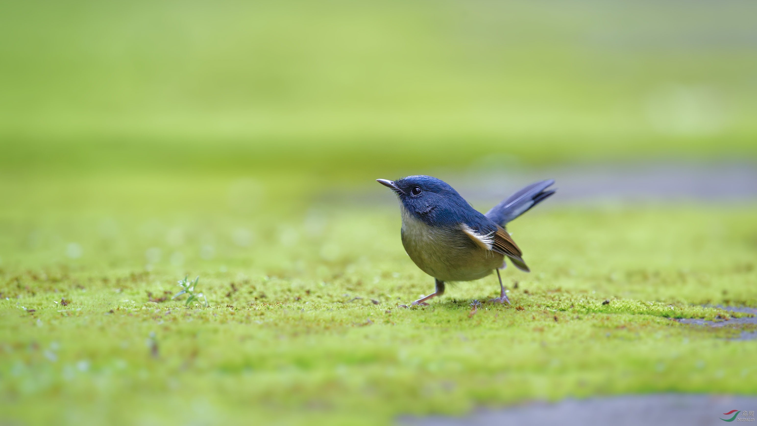 地上的灰蓝姬鹟