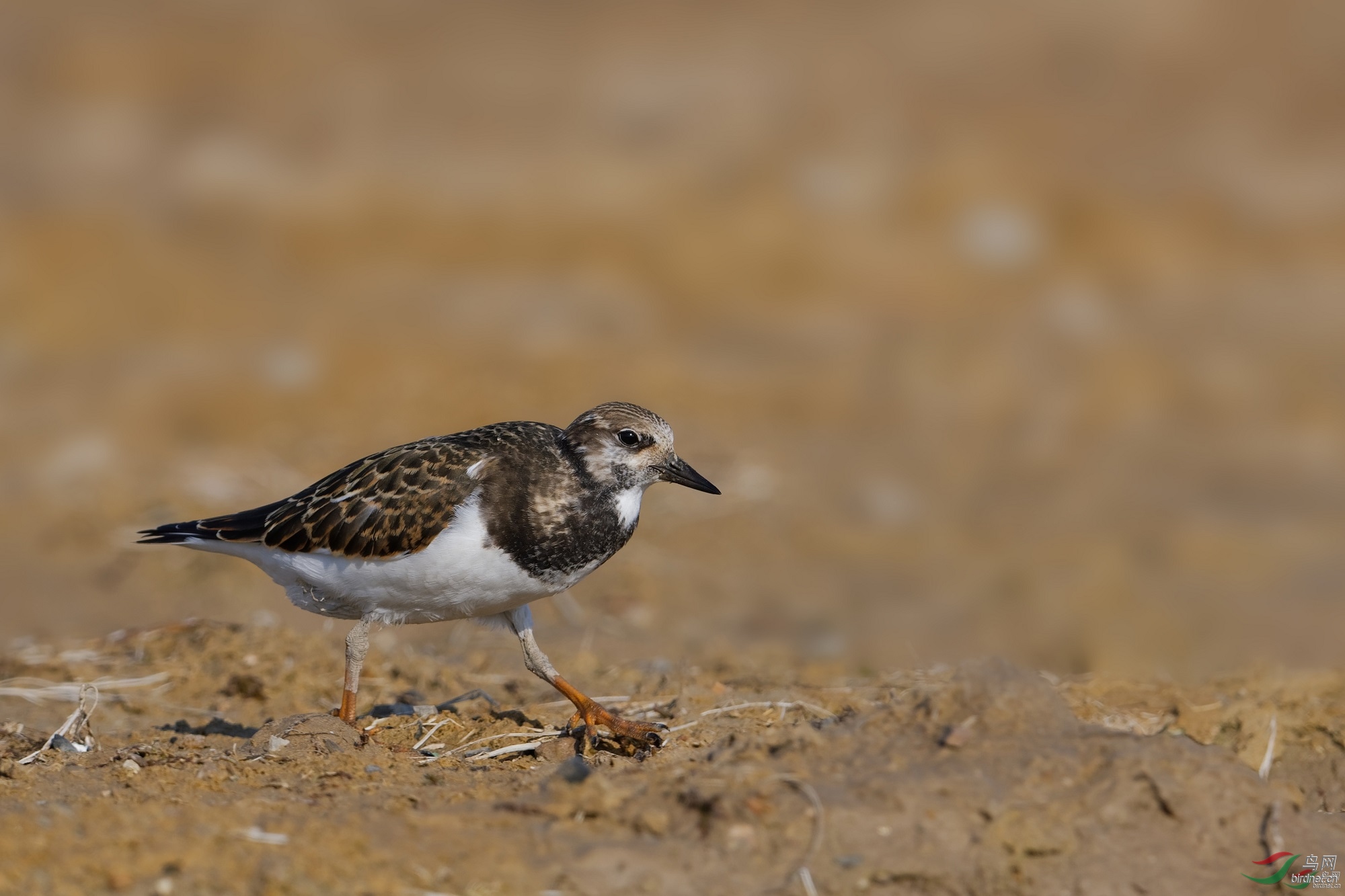 foto1025 ��ʦ�����ںӱ�ʡ�żҿ��л�����500.jpg