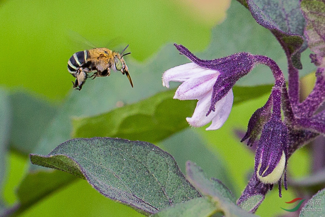 青条花蜂