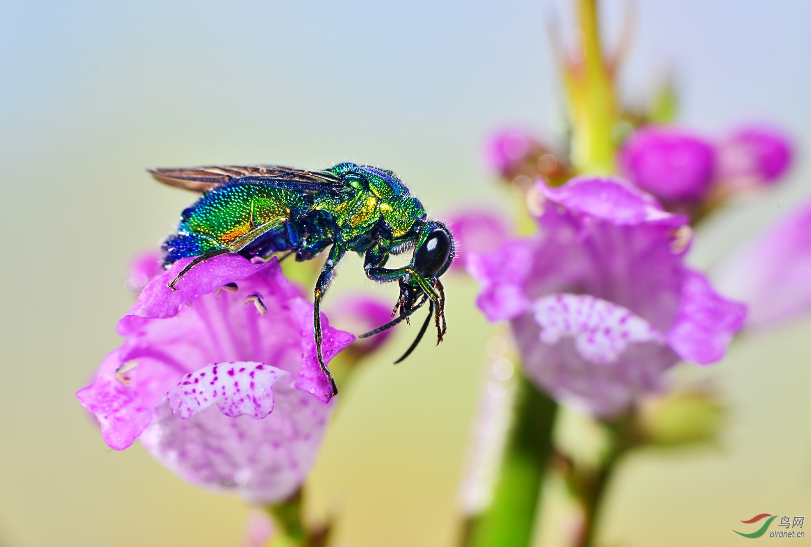 DSC_8555 ������.jpg