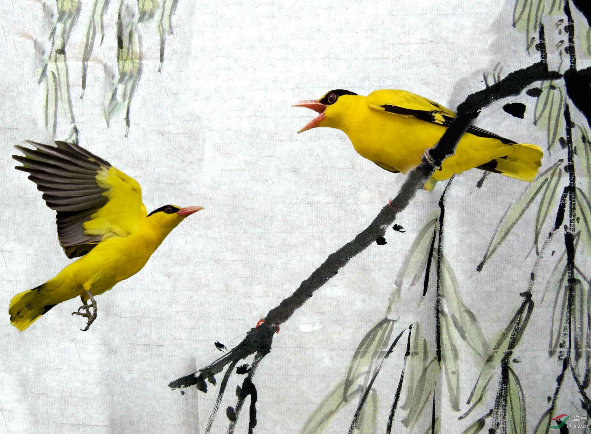 两个黄鹂鸟图片图片