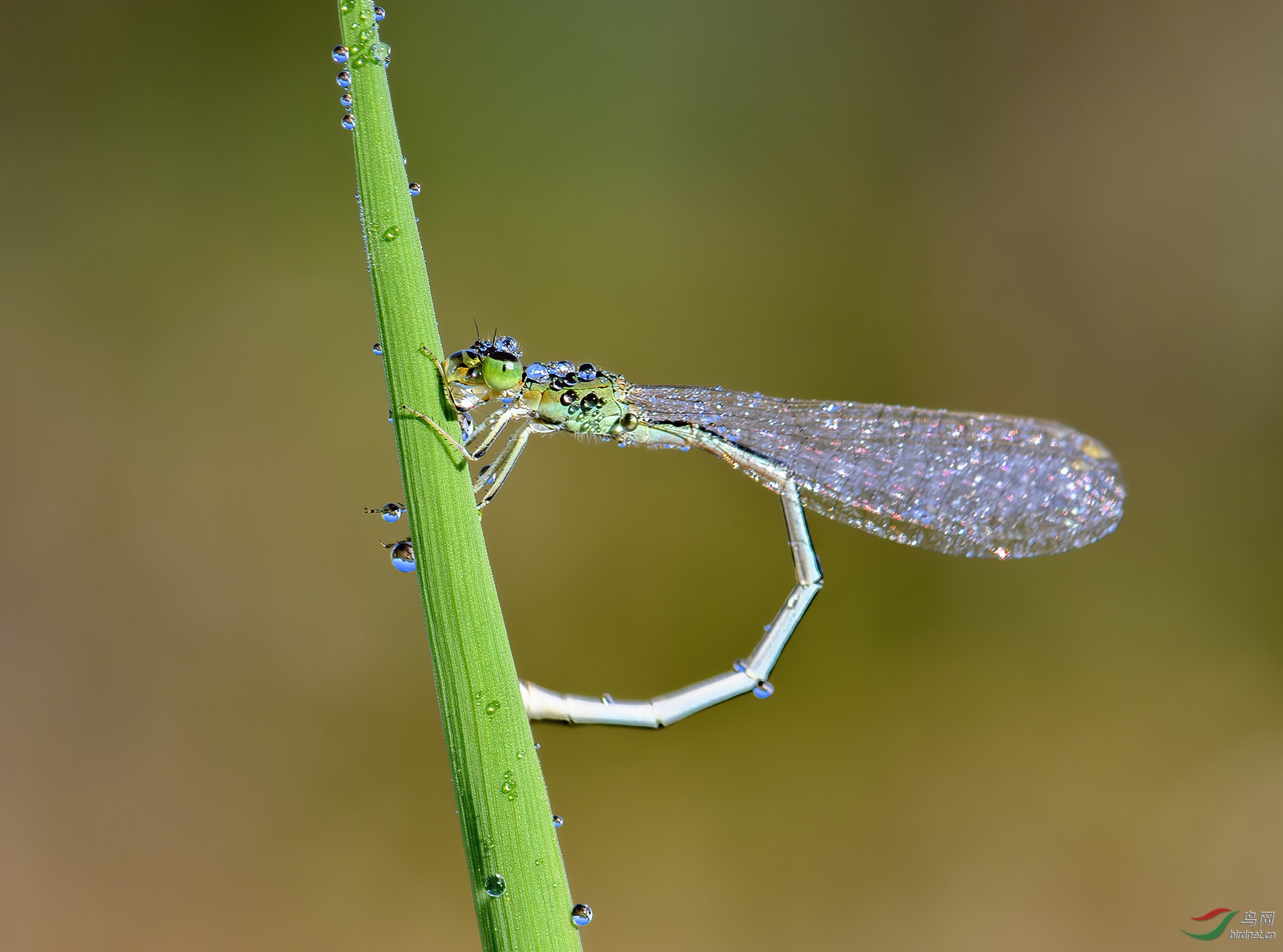 DSC_0917-denoise.jpg