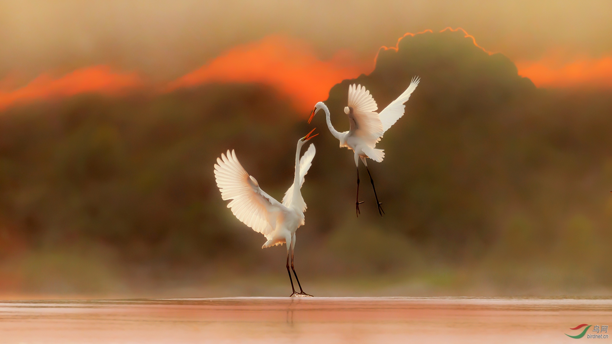 落日余晖 白鹭争艳