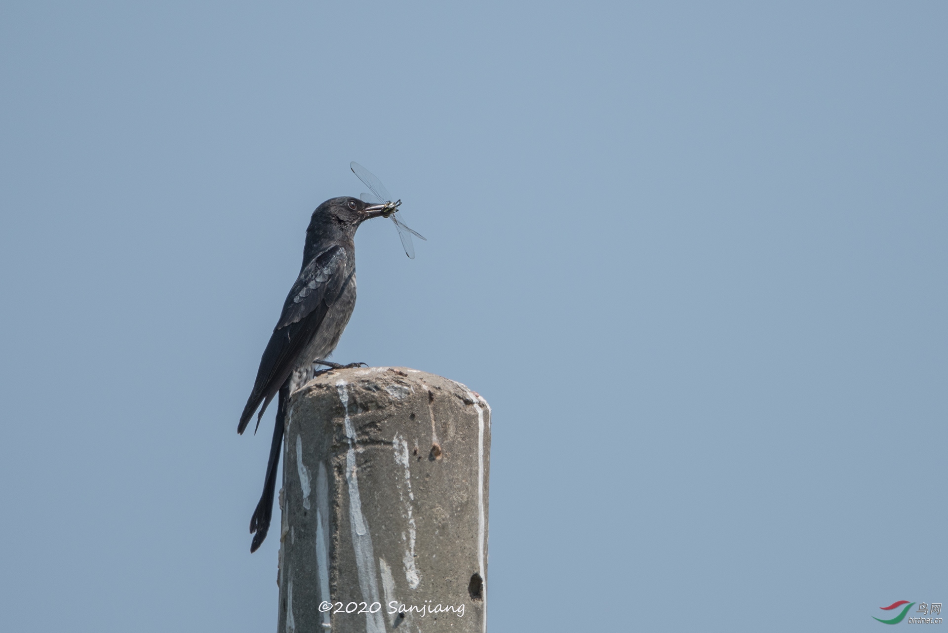 DSC_9384.jpg
