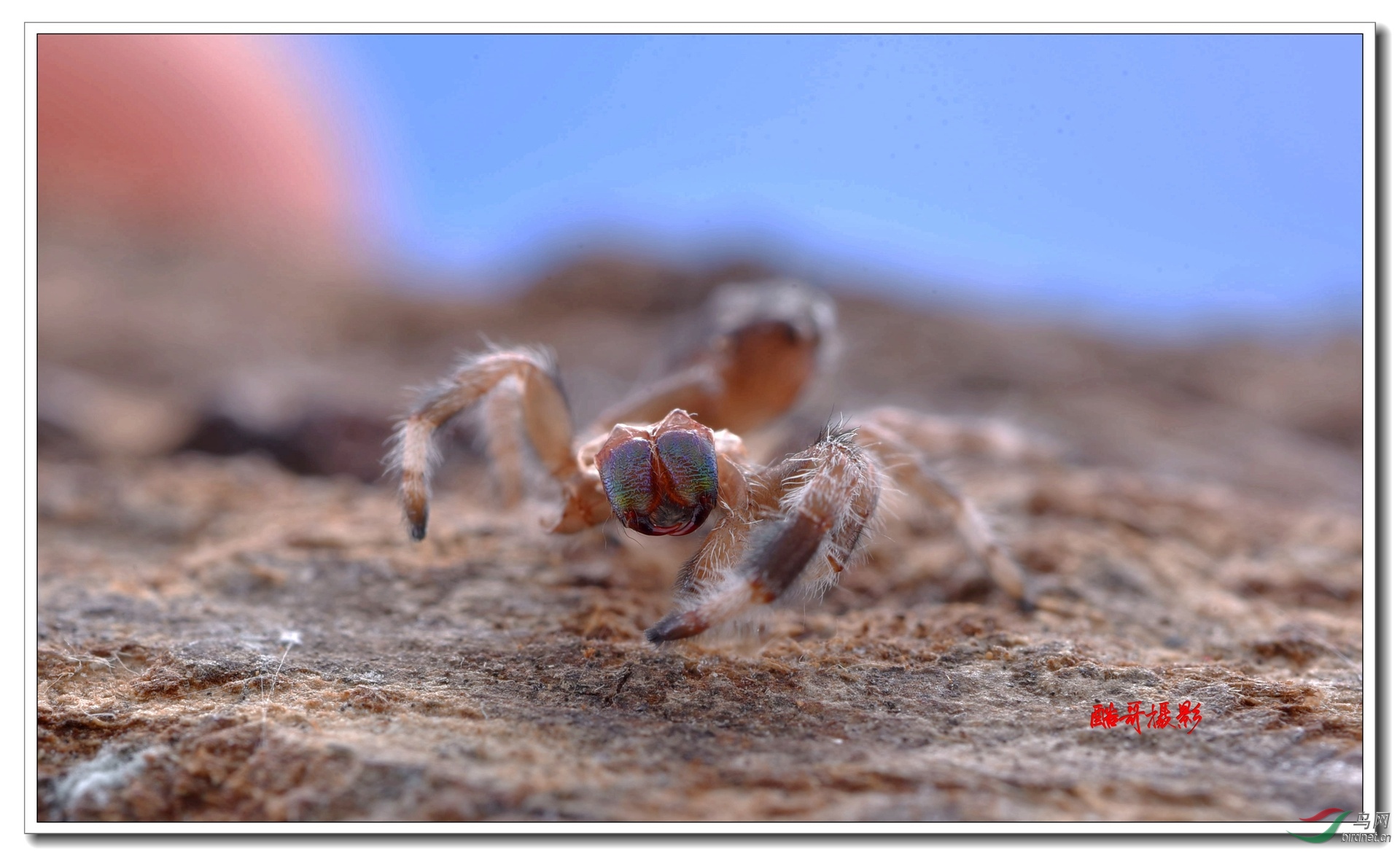 �����ɱ�