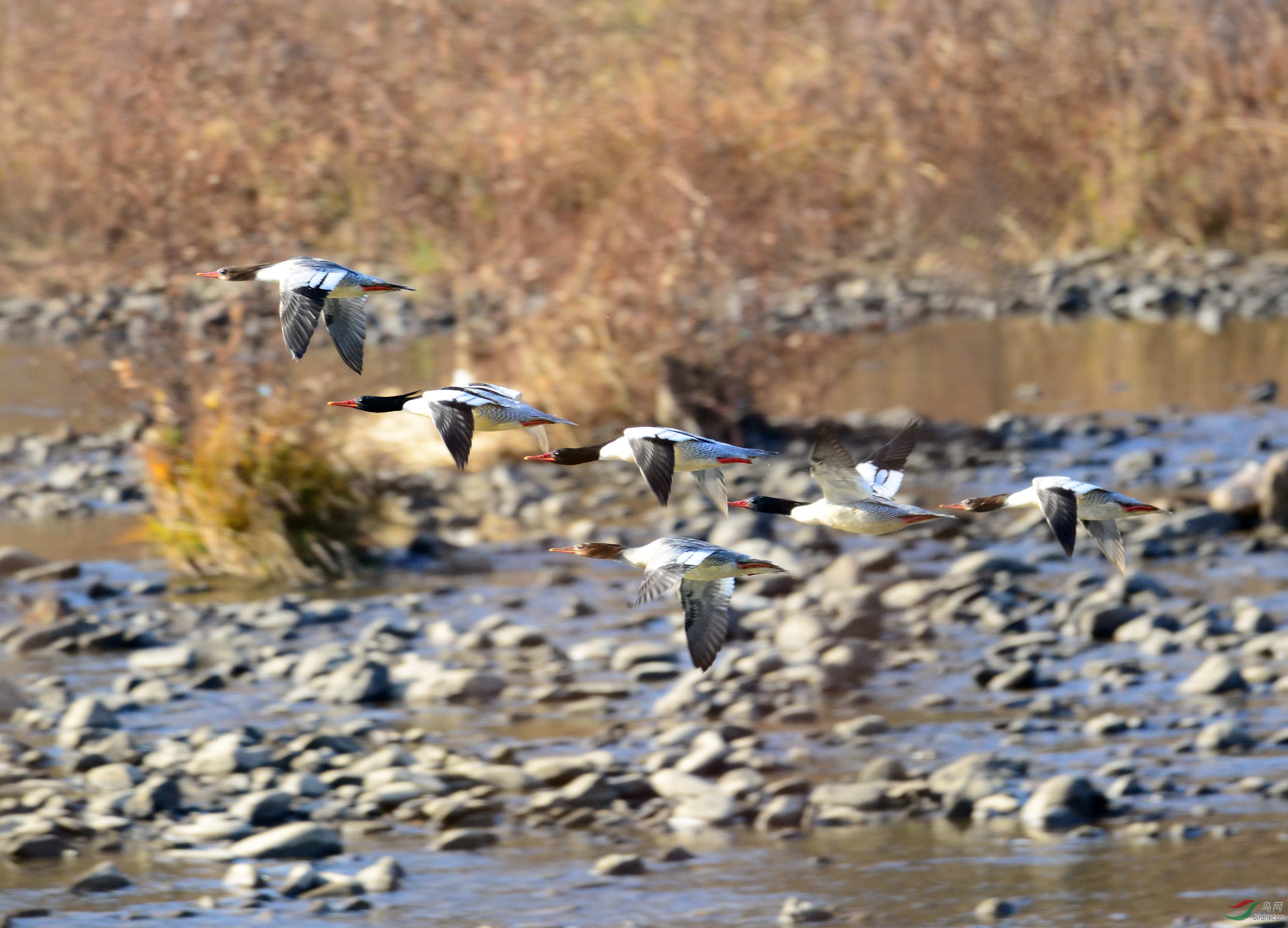 DSC_7843_����.jpg