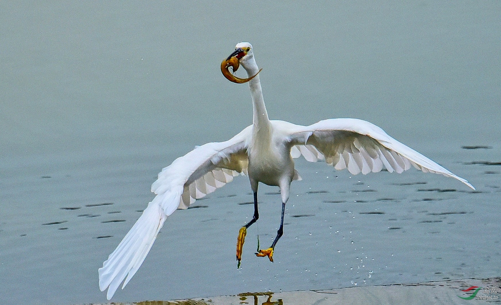 DSC_6932_conew4.jpg