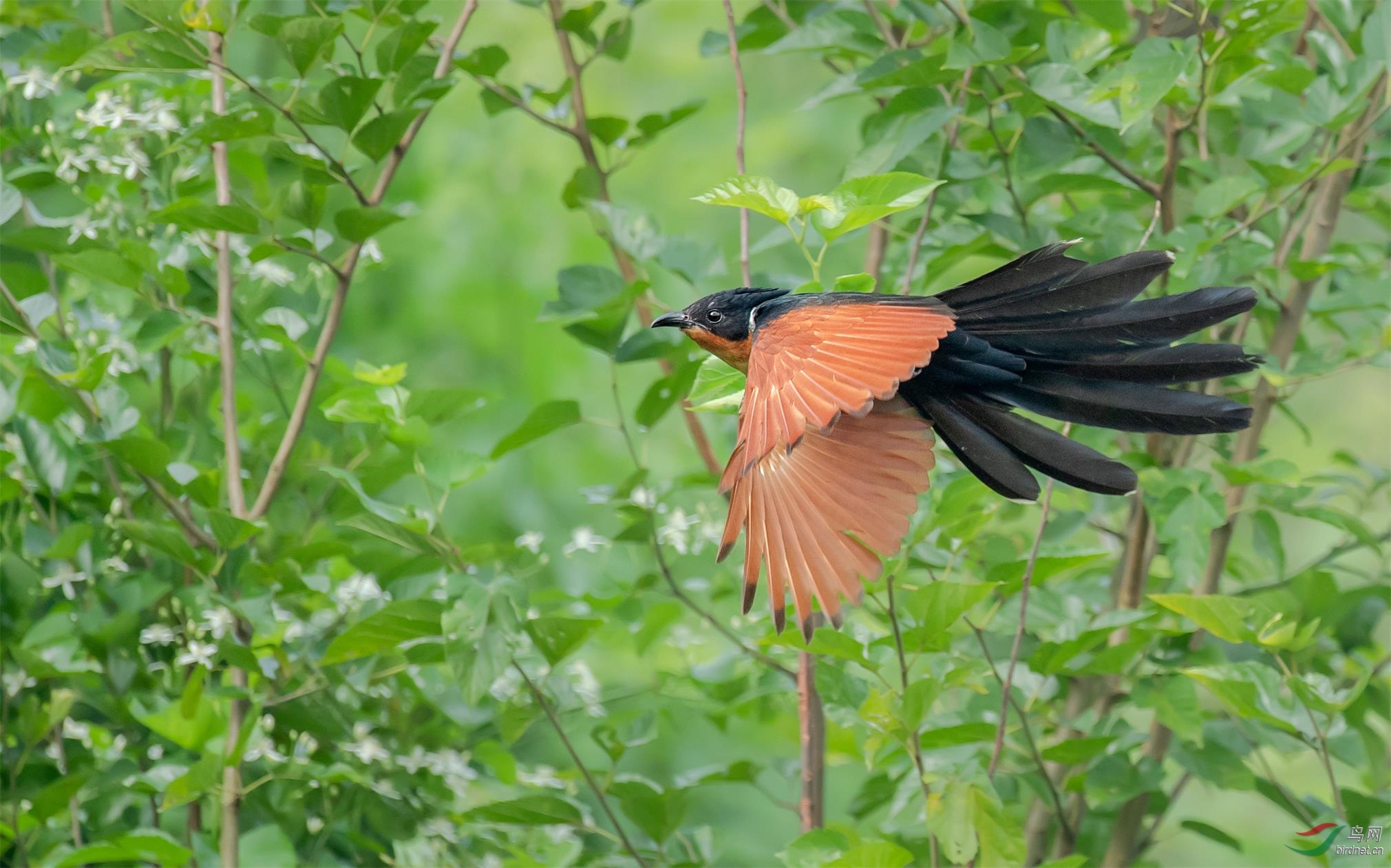 红翅荣获鸟类精华
