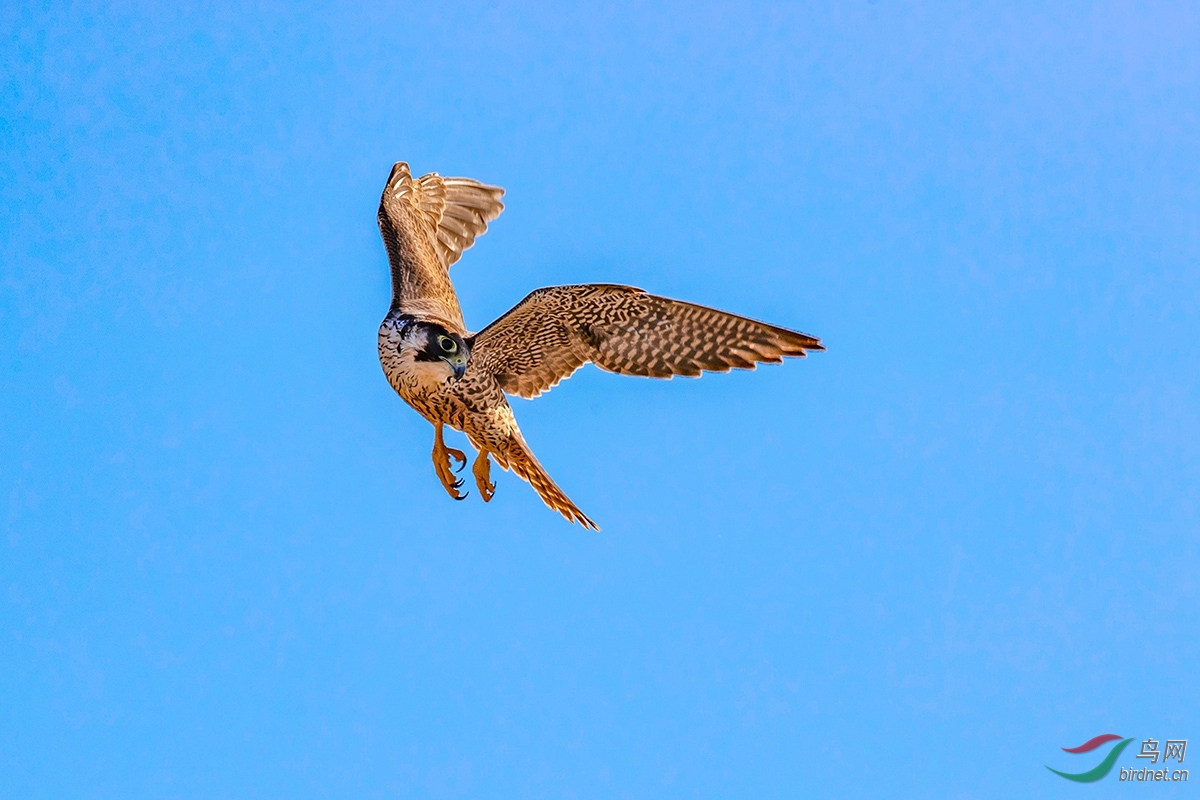 飞翔中的游隼