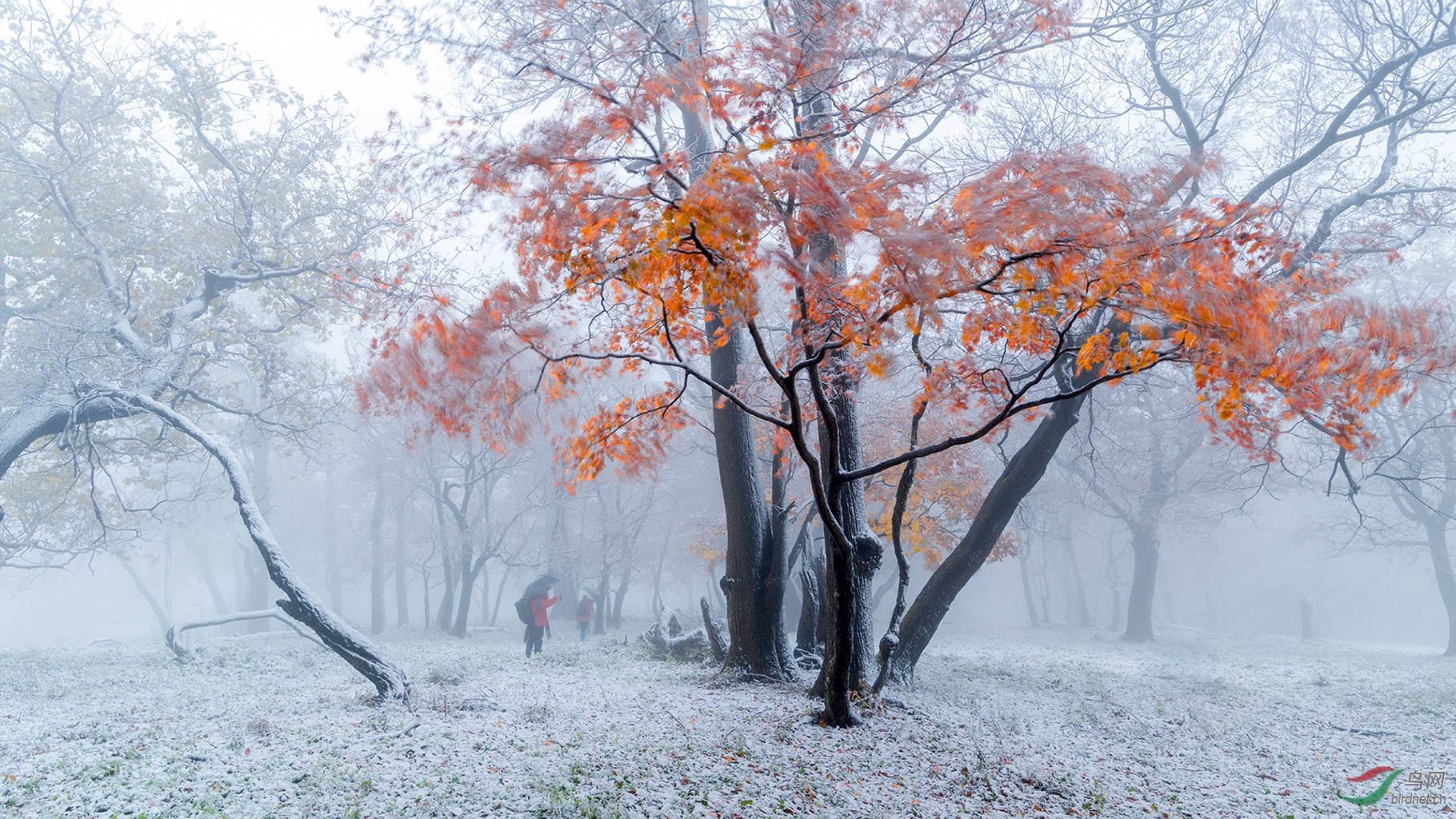雾雪绕山秋含烟旷野苍茫枫叶艳
