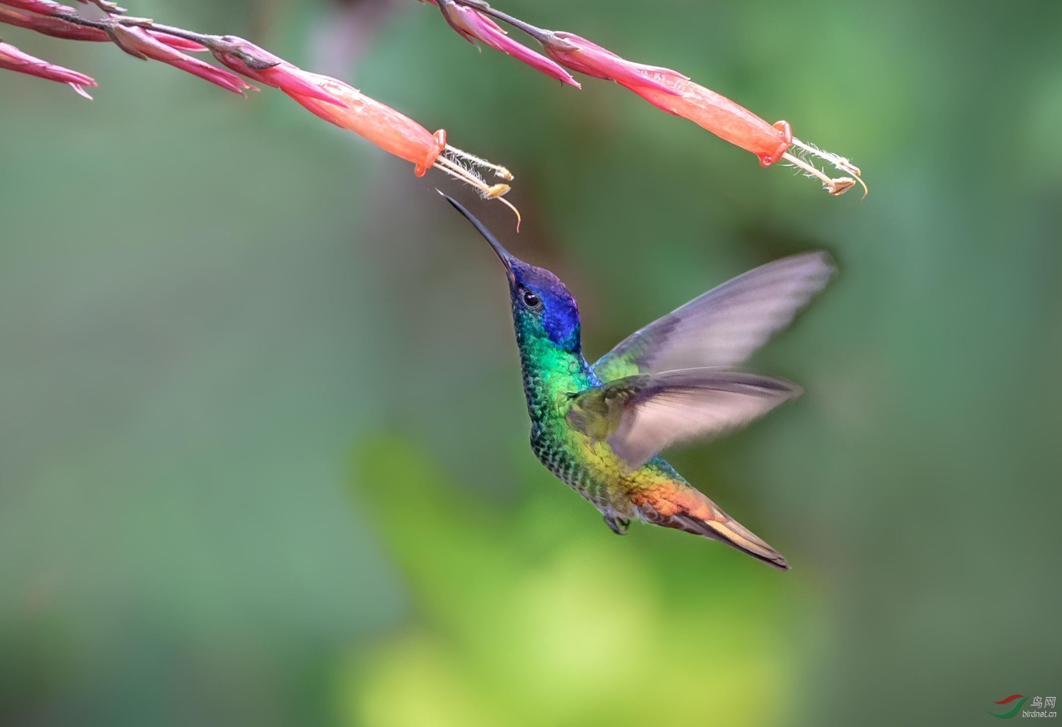 [国外] 金尾蜂鸟 --- (祝贺老师佳作荣获vip综合精华)