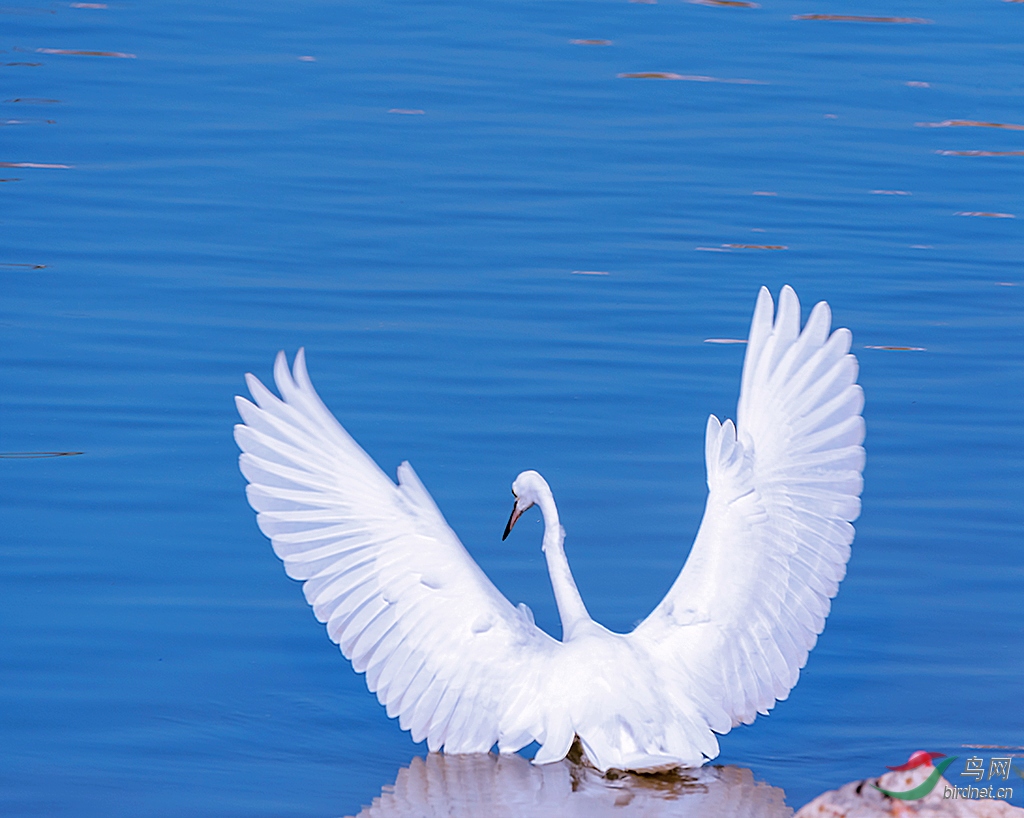 白鹭展翅