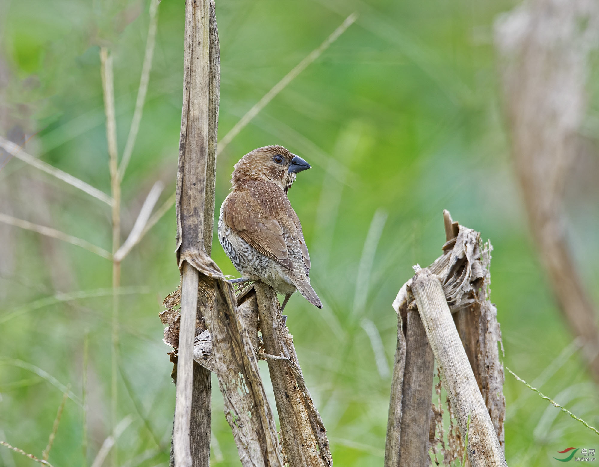 DSC_7528-1.jpg