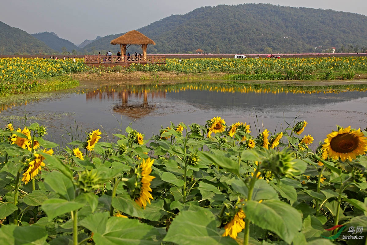 鉴湖风景区向日葵图片