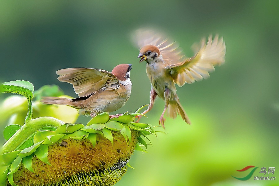 DSC_3672_���� - ����.jpg