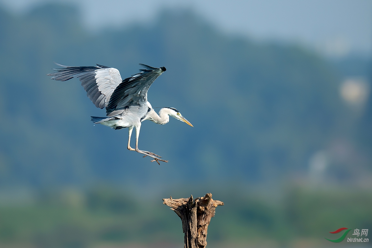 DSC_p5575.jpg