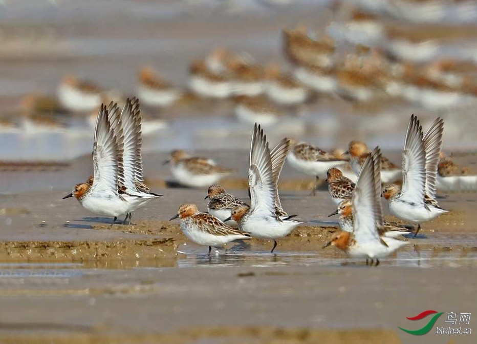 ���ִ�Į���� ��ʦ�����ں�����ʡ���������.jpg