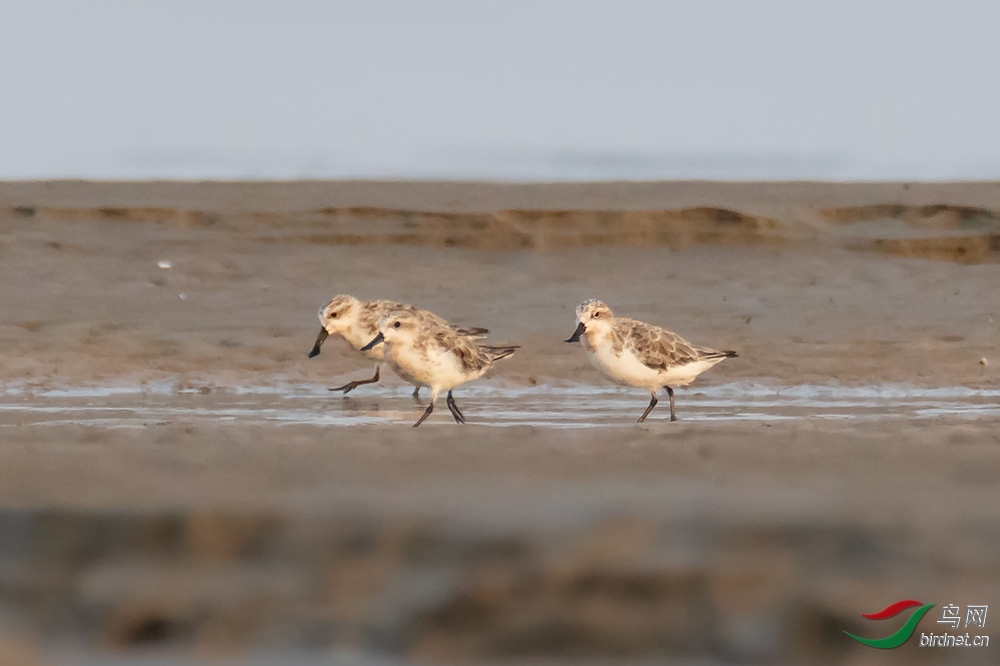 ��ʯţ ��ʦ�����ڽ���ʡ�γ���.jpg