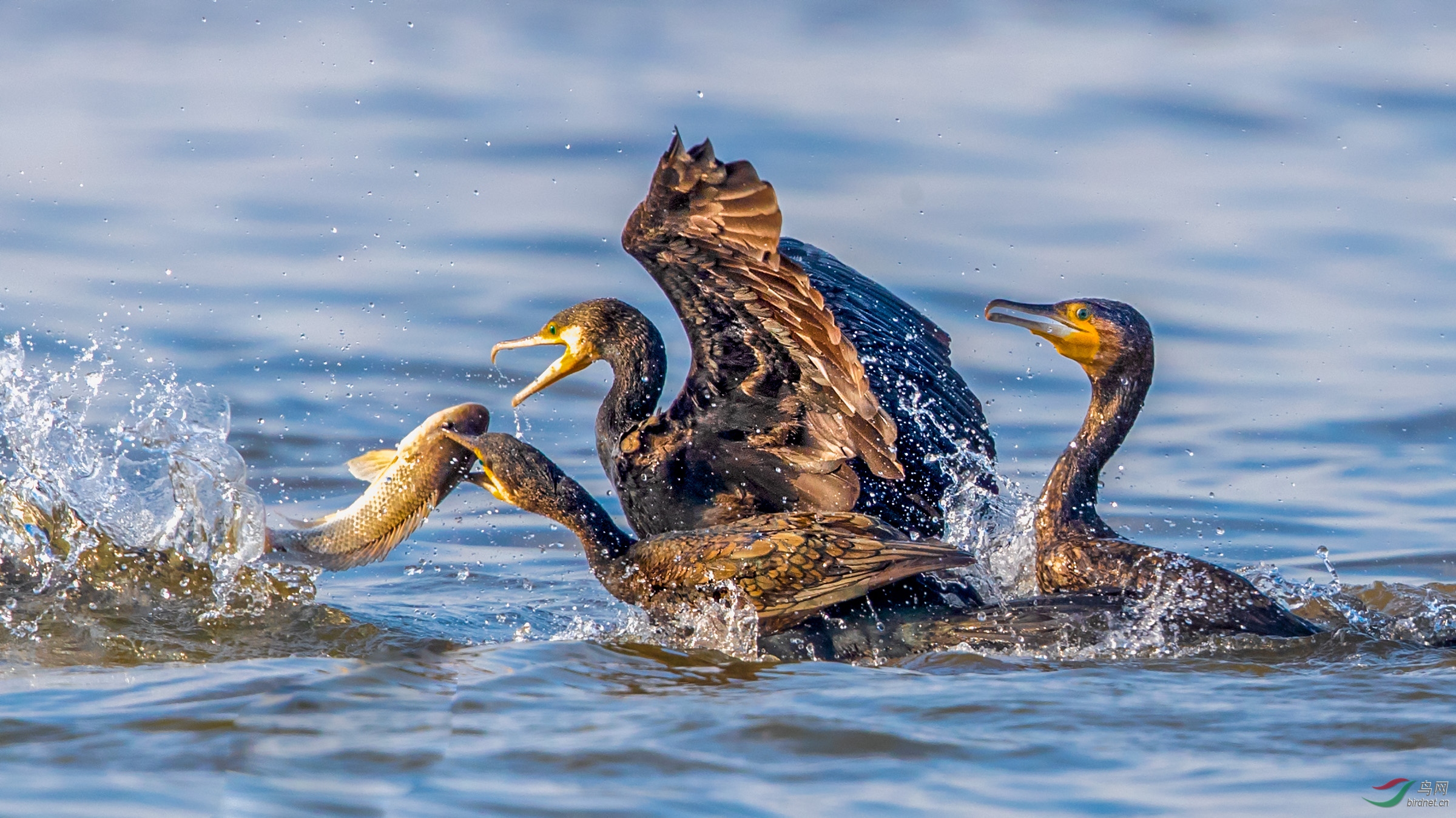 [水鸟] 鸬鹚抓鱼--- (祝贺老师佳作荣获vip综合精华)