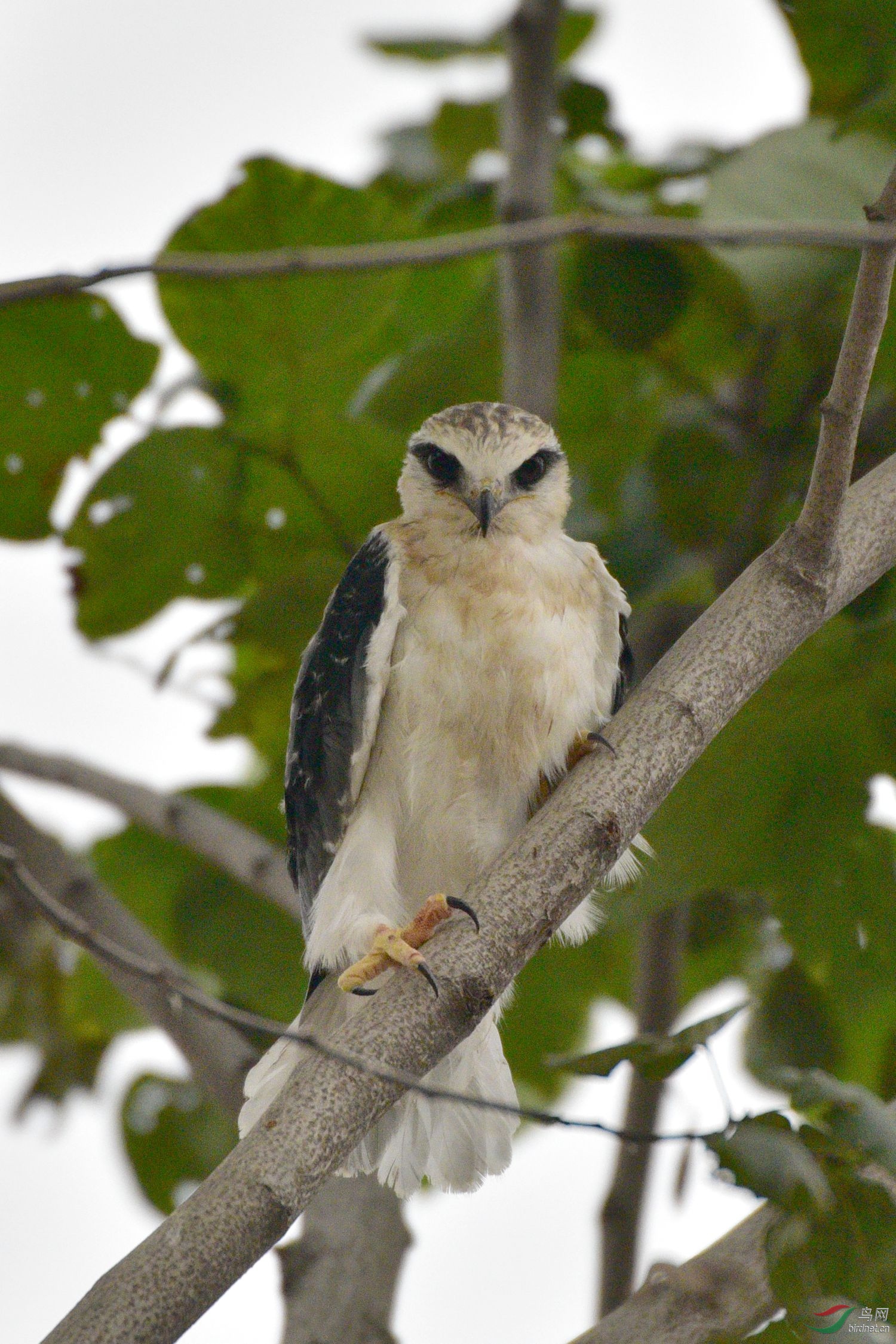 黑翅鸢幼鸟