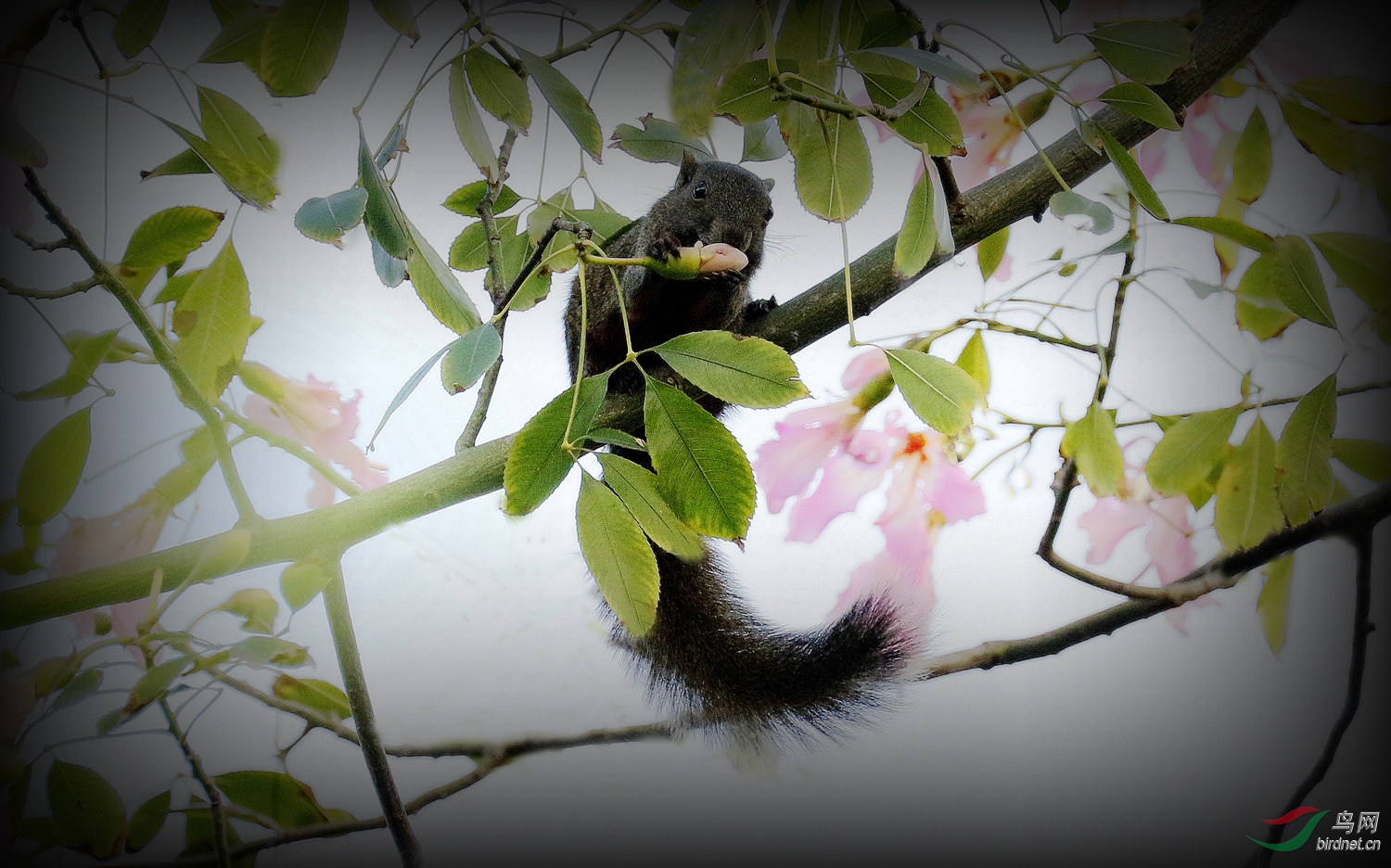 ��ζ����