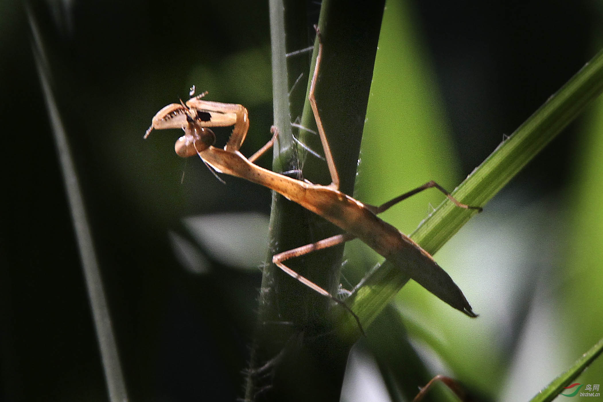 螳螂捕食的照片图片