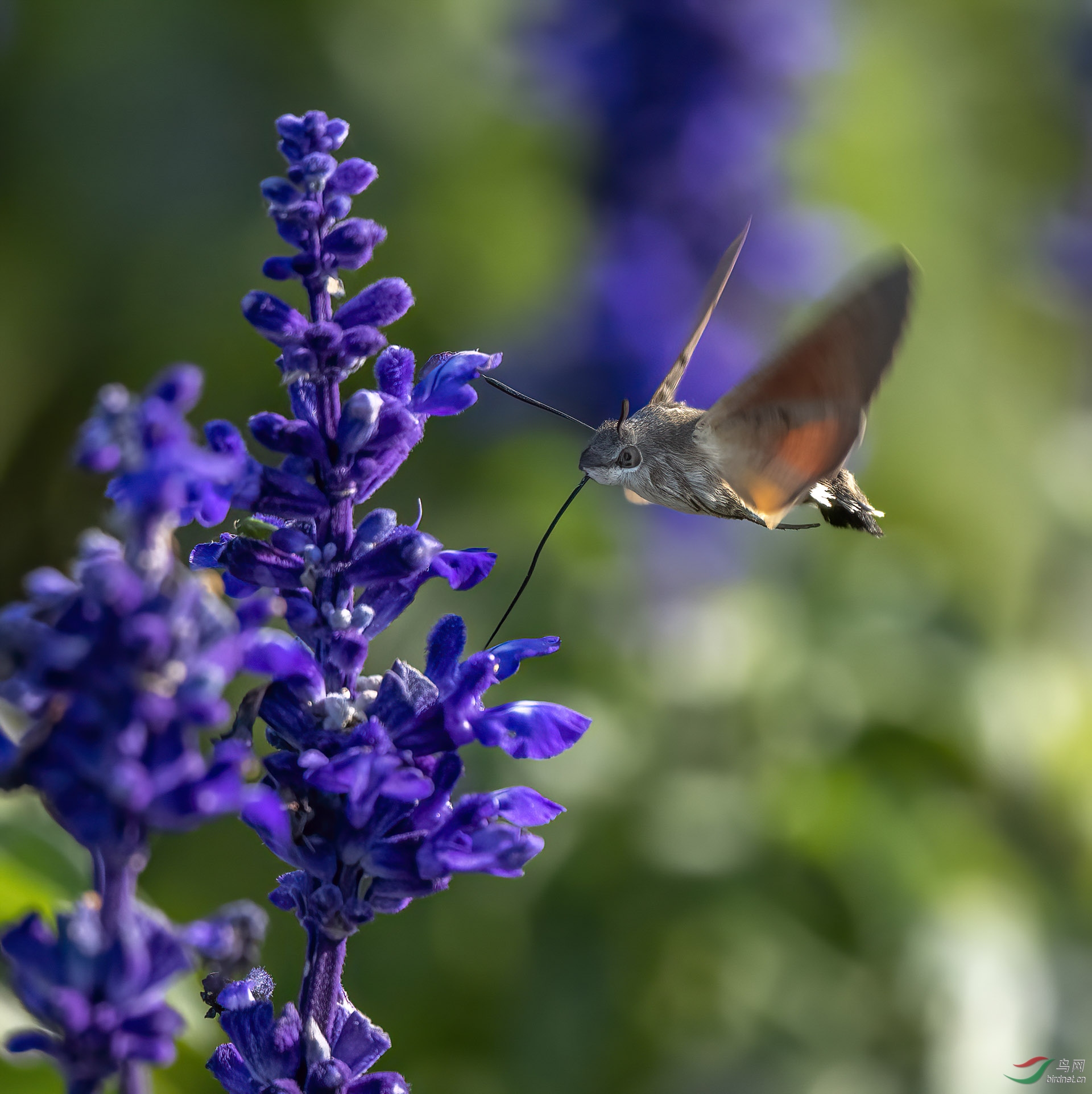 DSC_0195-denoise.jpg