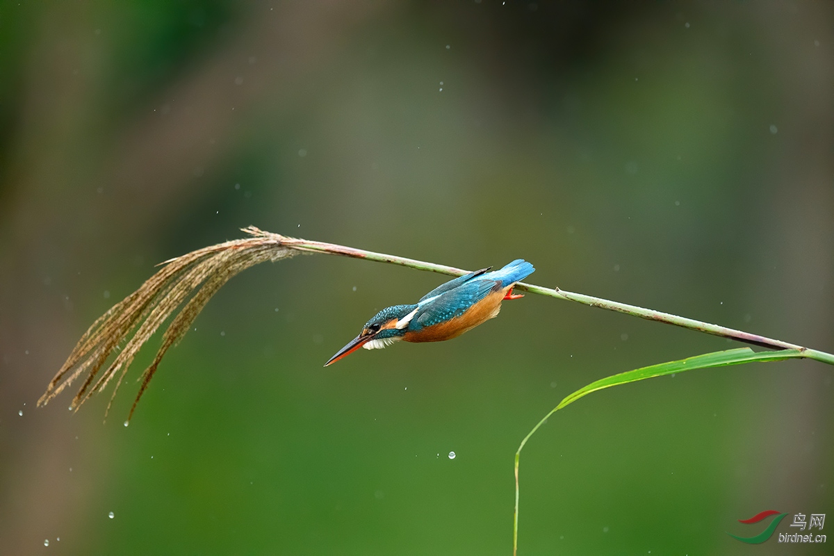 DSC_p6041.jpg