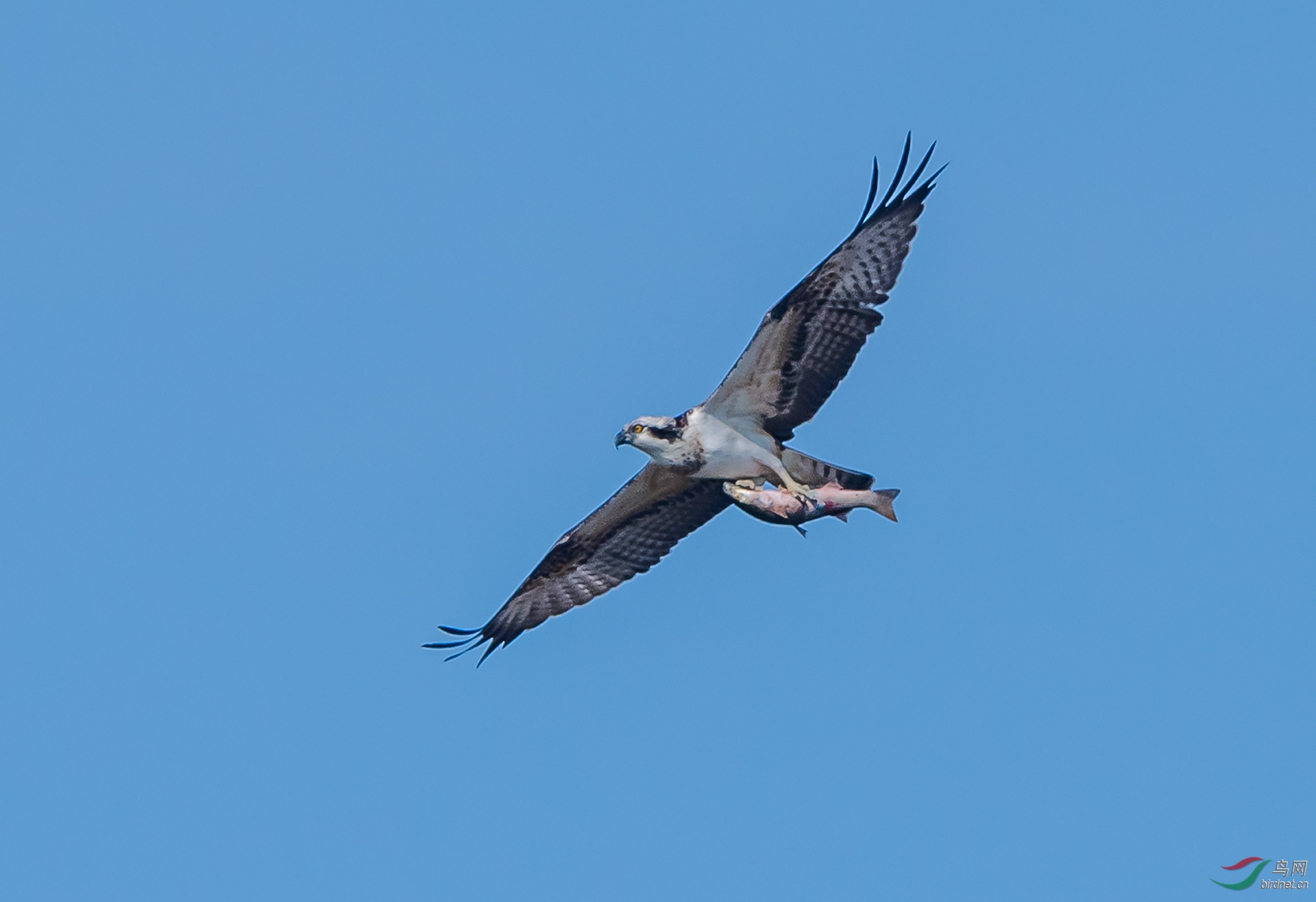 DSC_1110.jpg