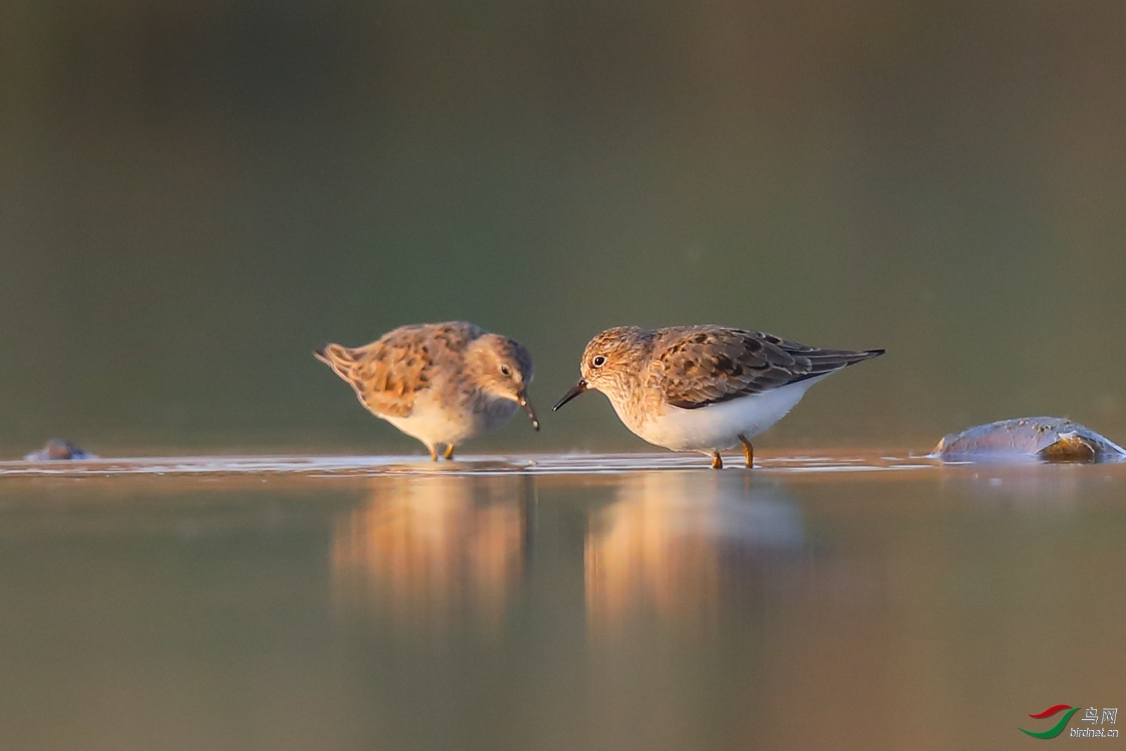 ��ͷ�� ��ʦ�����ںӱ�ʡ��ɽ���ƺ���.jpg