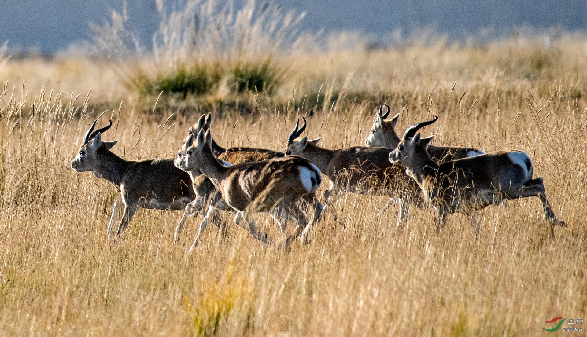 盖保护区里的中华对角羚(普氏原羚)》-祝贺老师佳作荣获野生动物首页