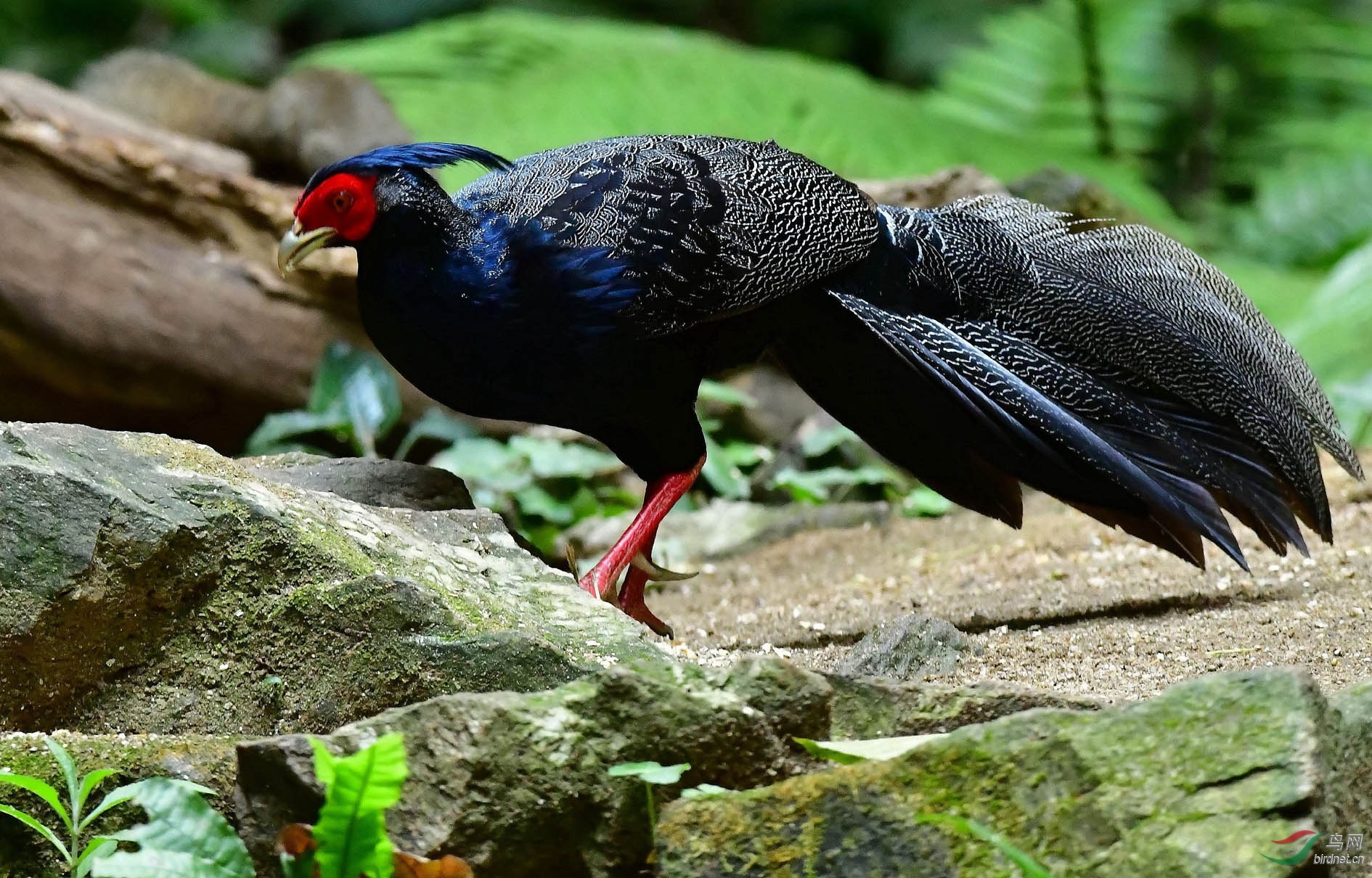 DSC_2226_����.jpg