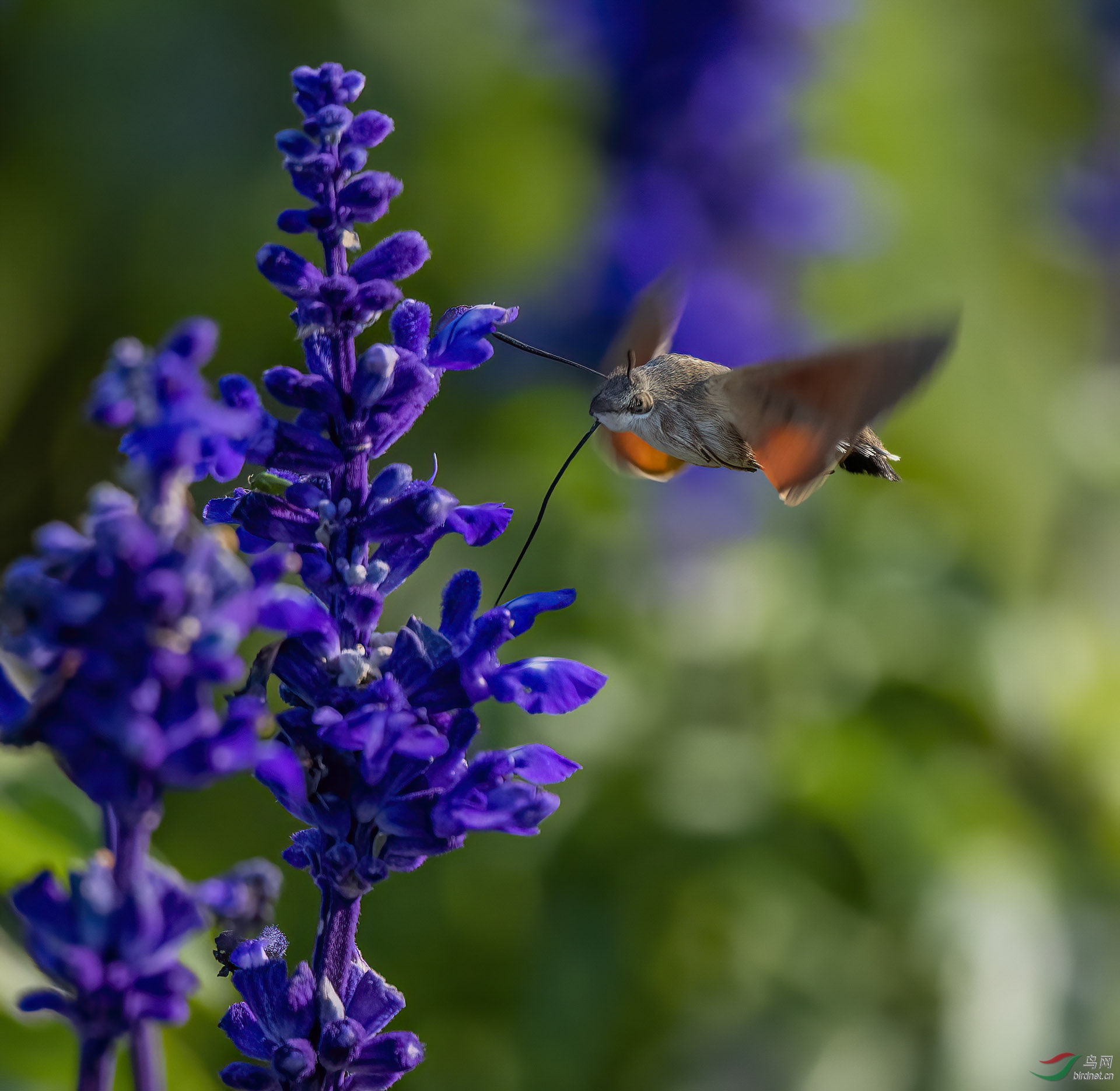 DSC_0194-denoise.jpg
