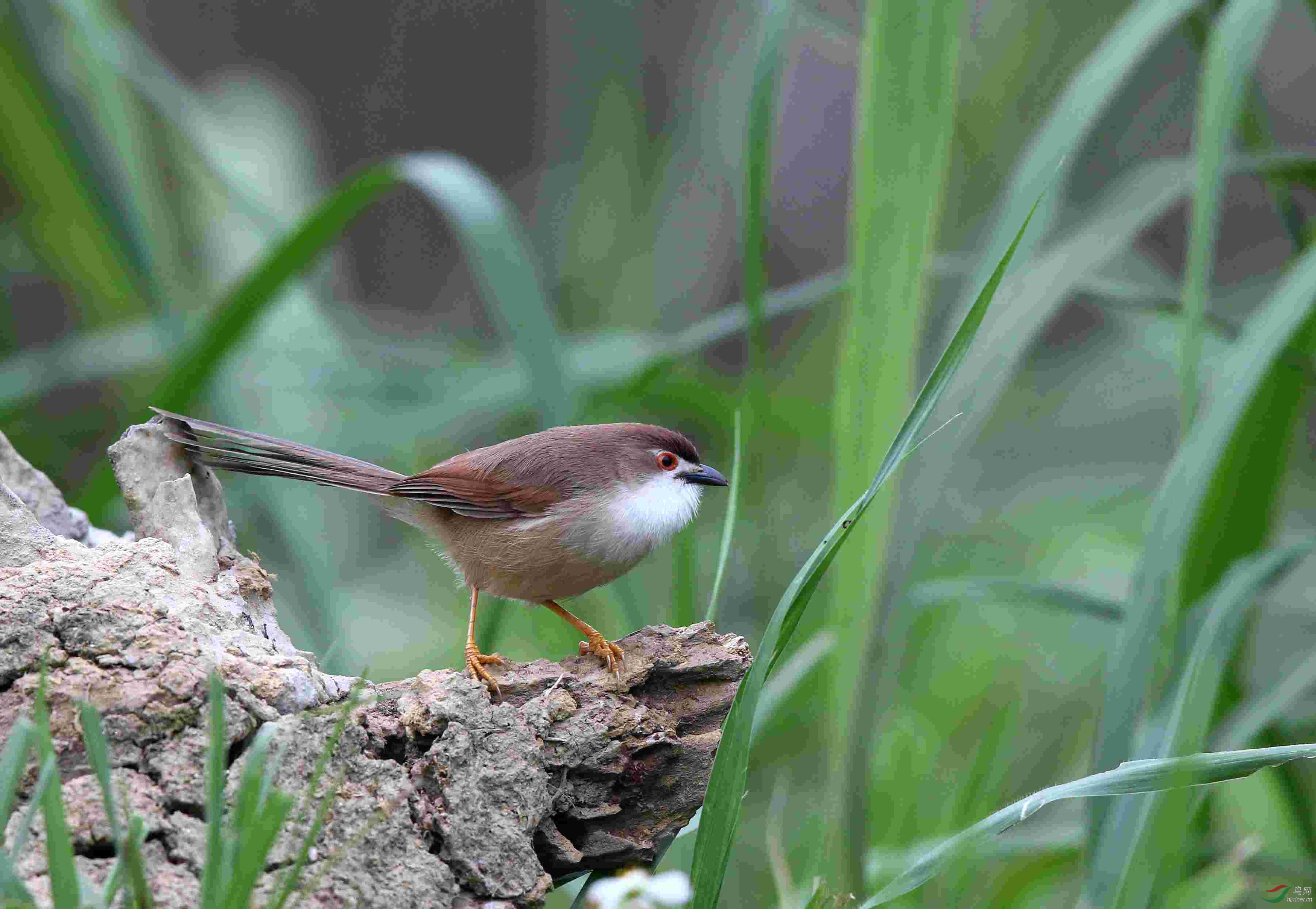 金眼眉雀