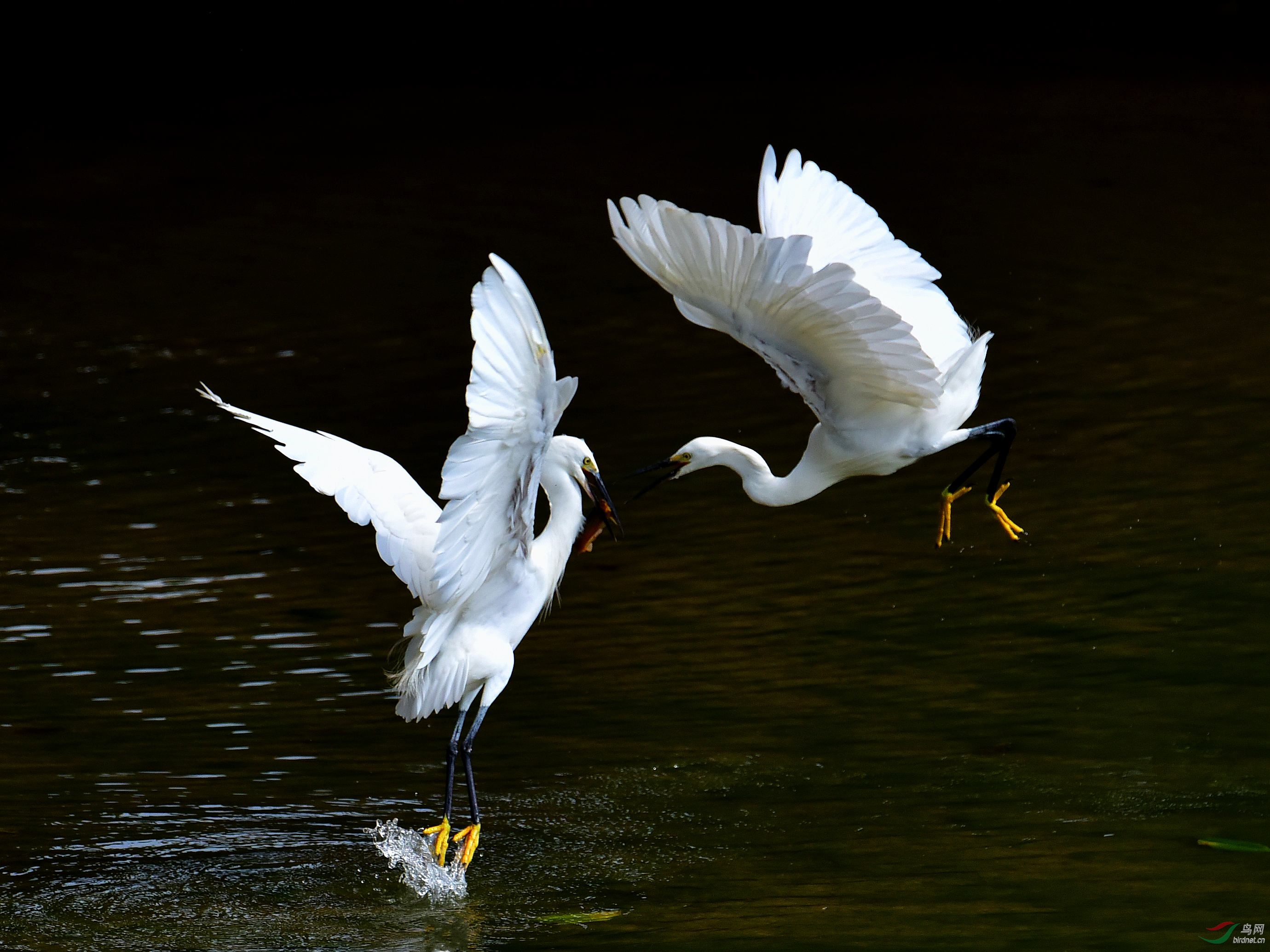 DSC_7422_conew2.jpg