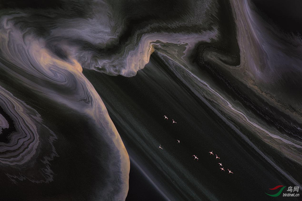 Flying Flamingo - P1.png