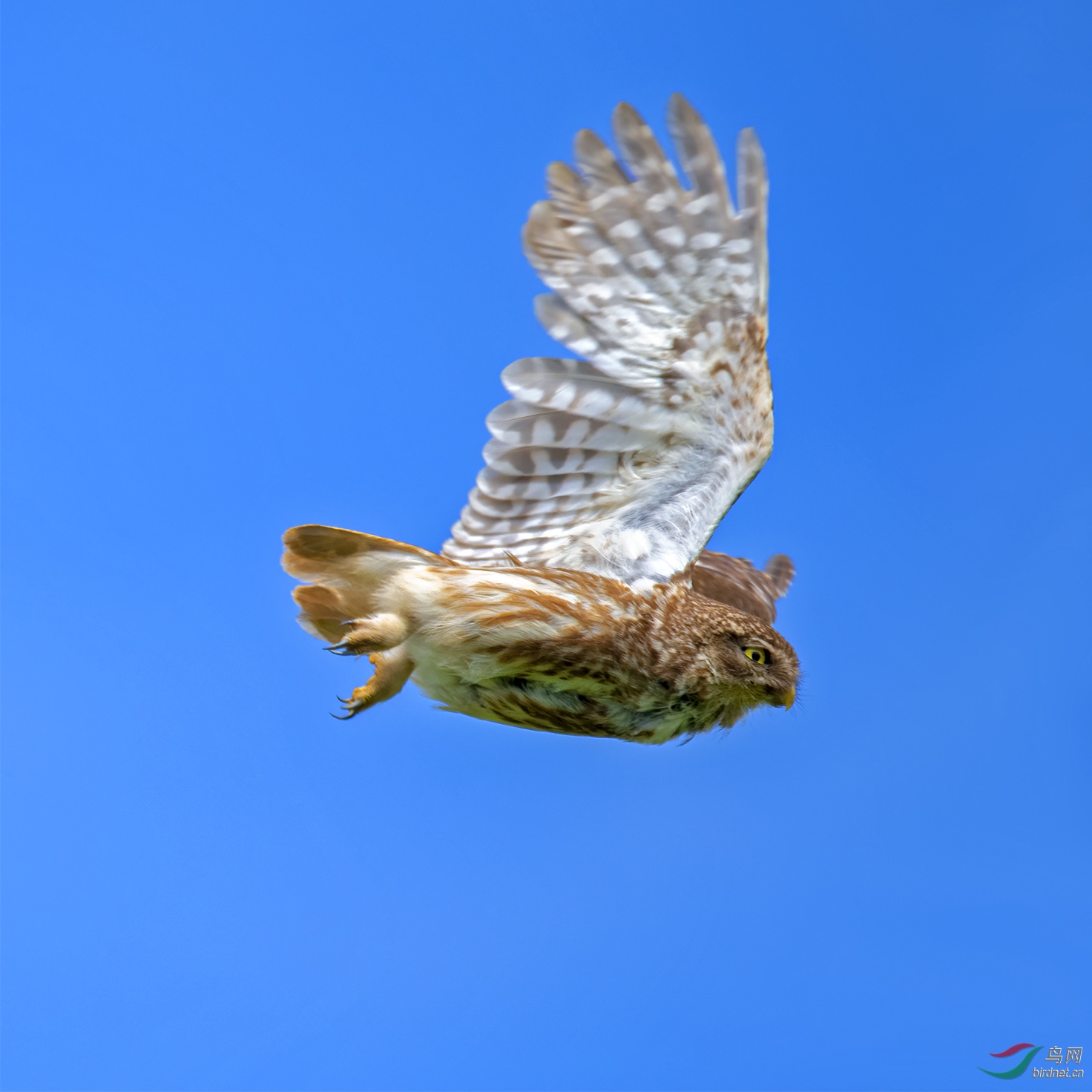 DSC_5534-1.jpg