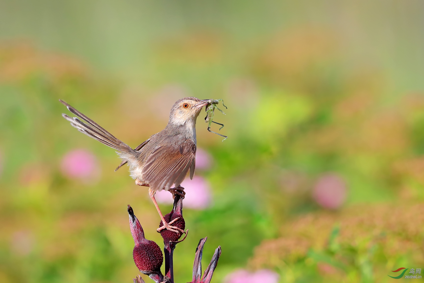 林鸟鹪莺帅气贺获鸟类精华