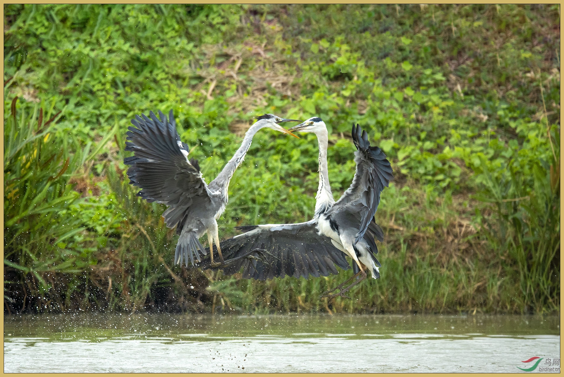 DSC_4910-1.jpg