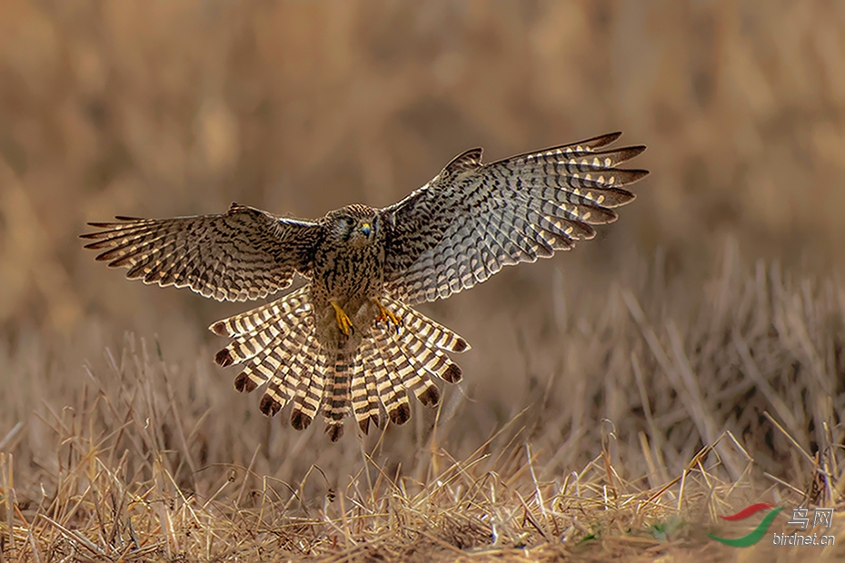 DSC_3794_DxOABC.jpg