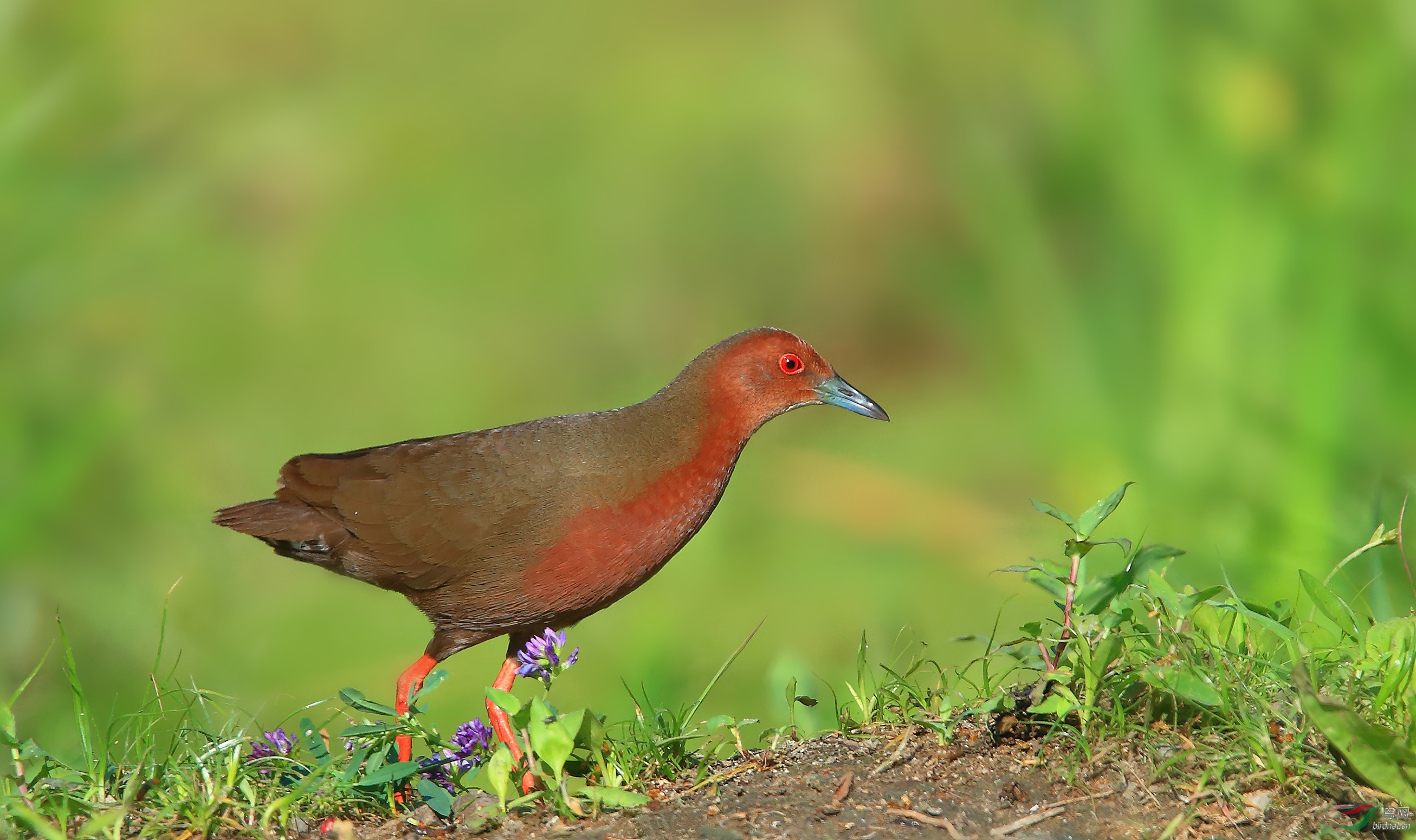 红胸田鸡(贺获鸟类精华)