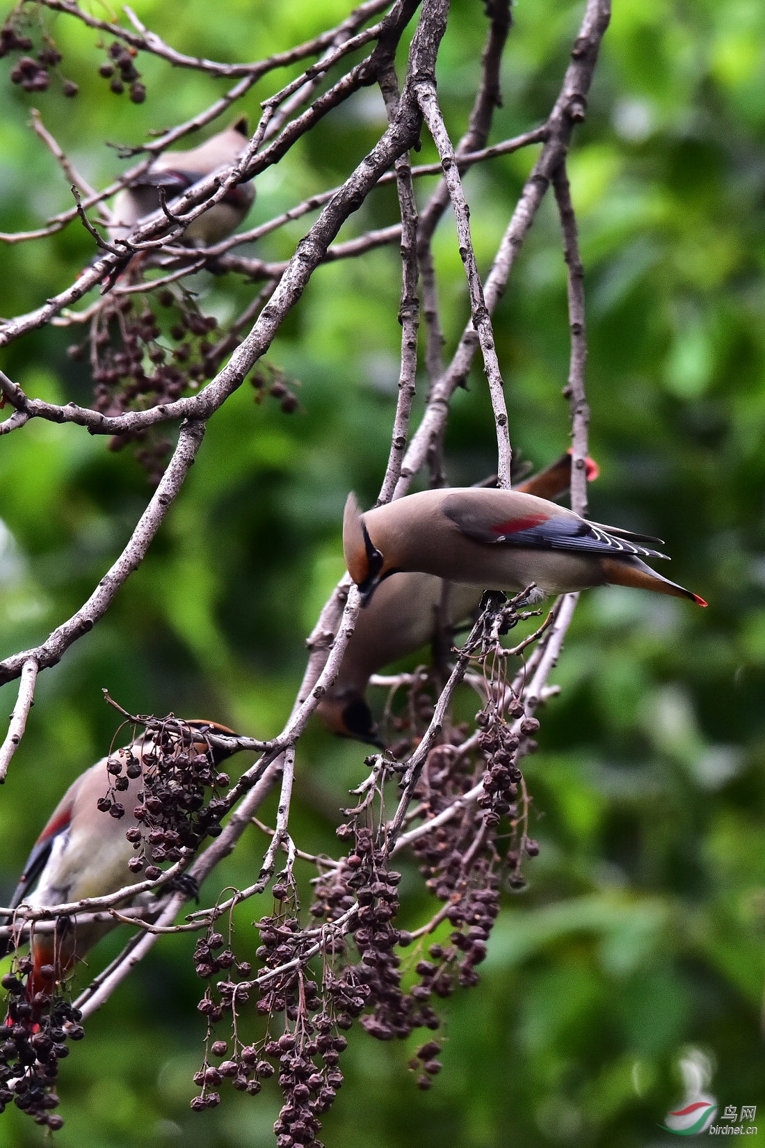 DSC_0774.JPG