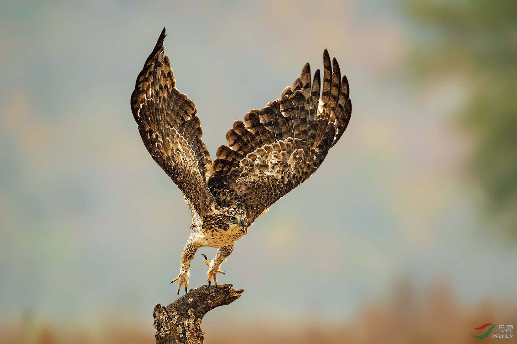 DSC_5930-b.jpg