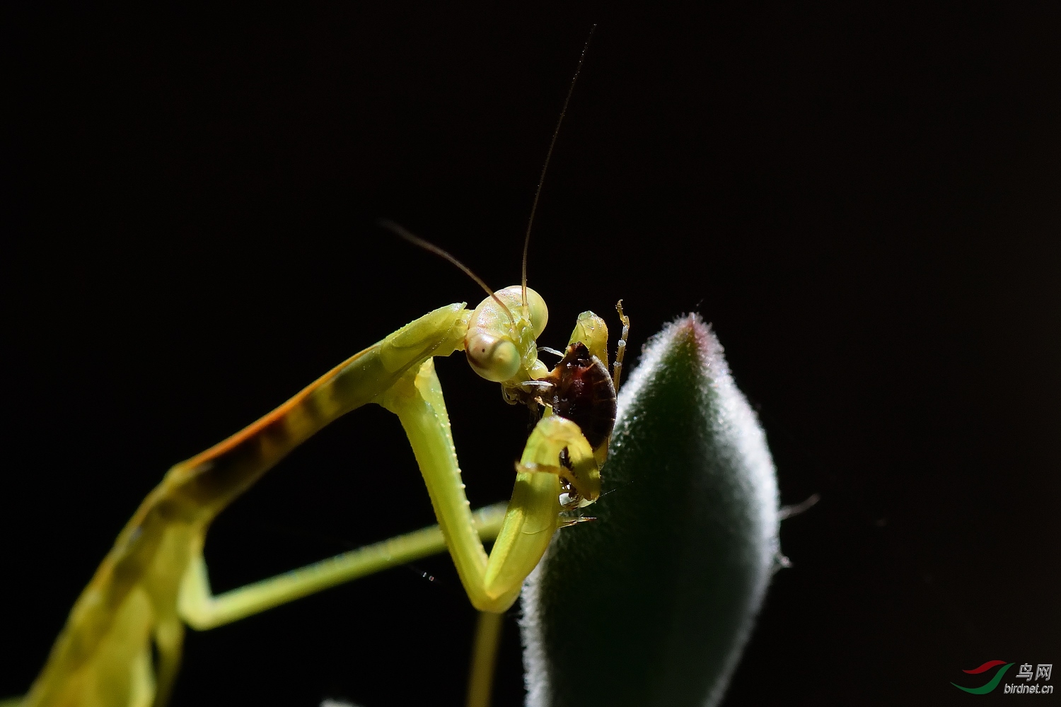 DSC_6681_00001.jpg