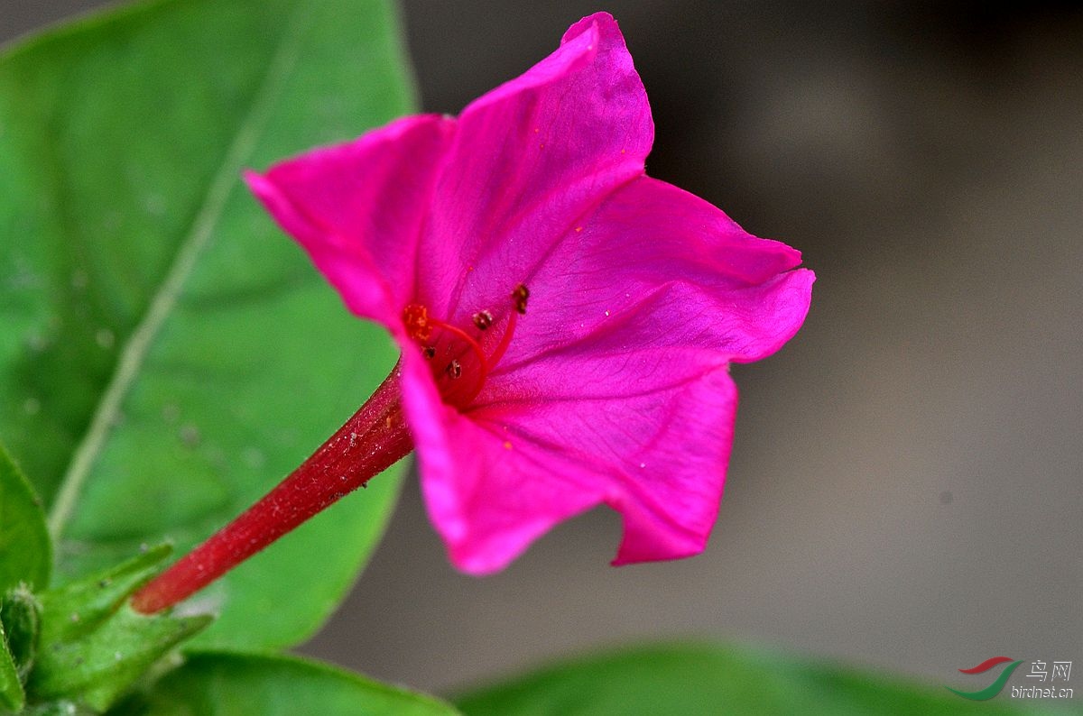 紫茉莉(夜来香)