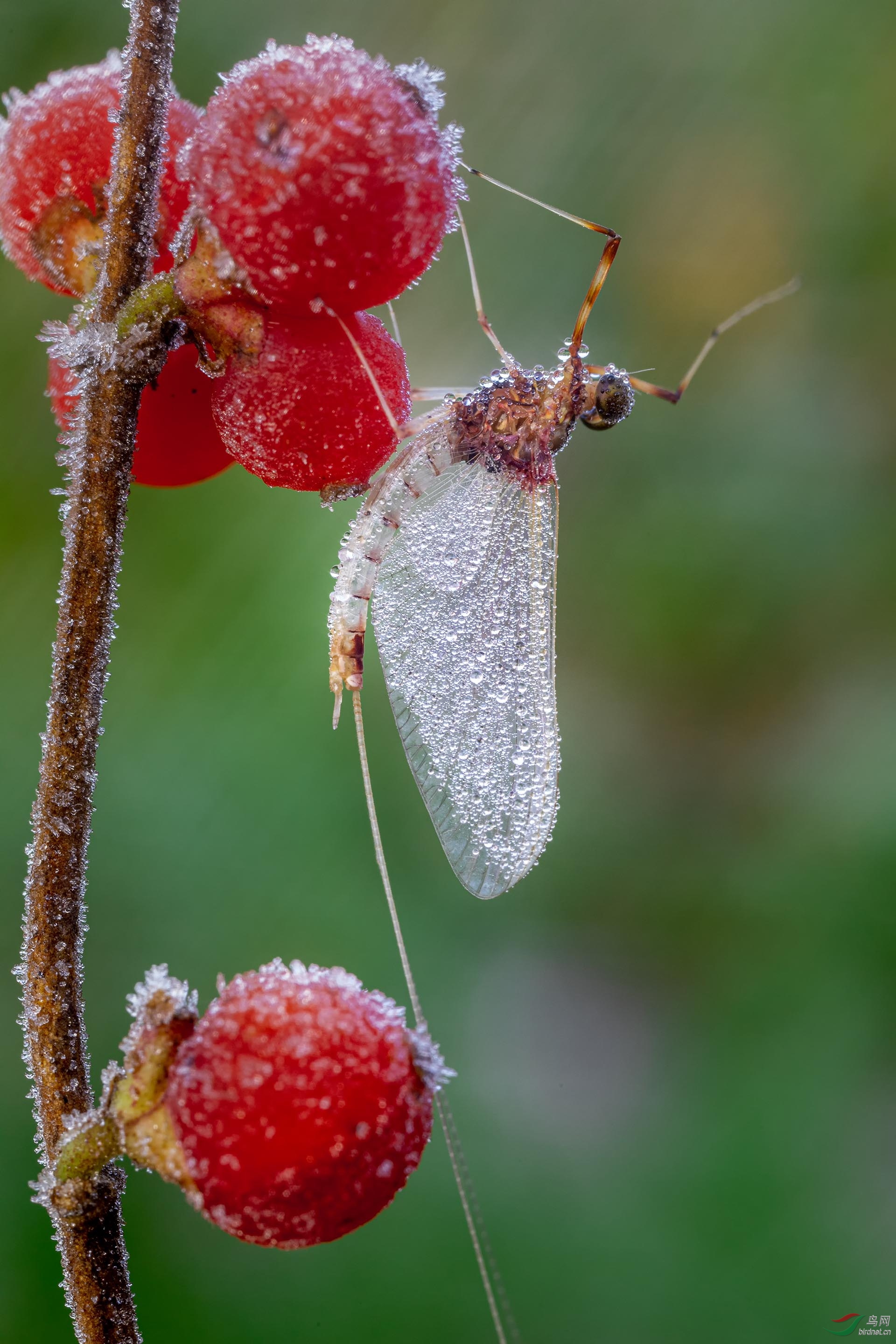 _G3A4481-1.jpg