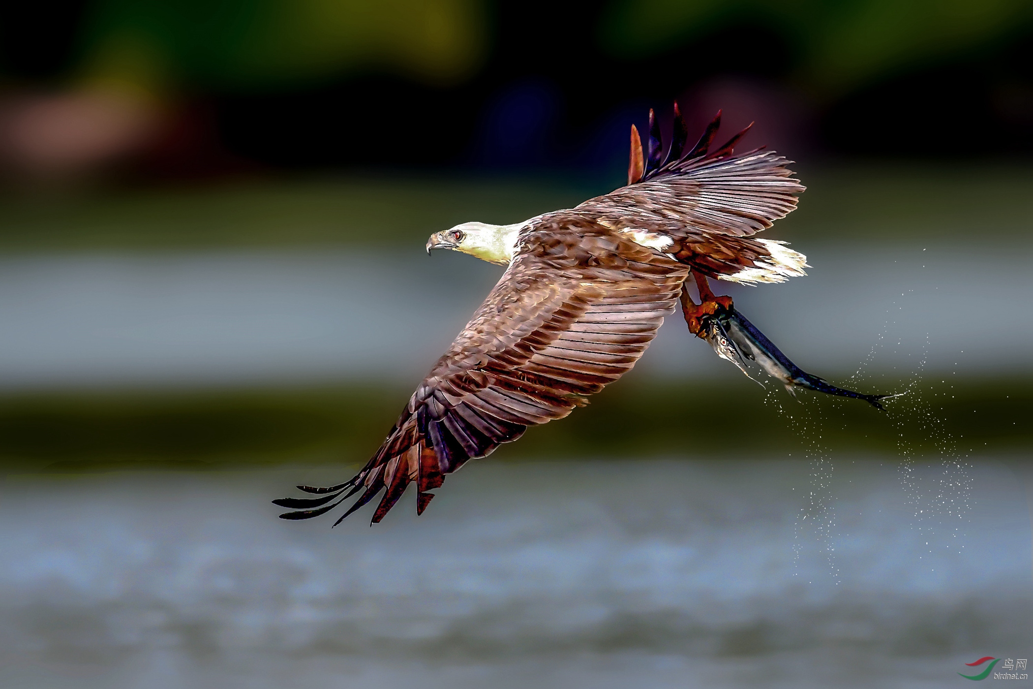 DSC_1316 (4)_����_����.jpg