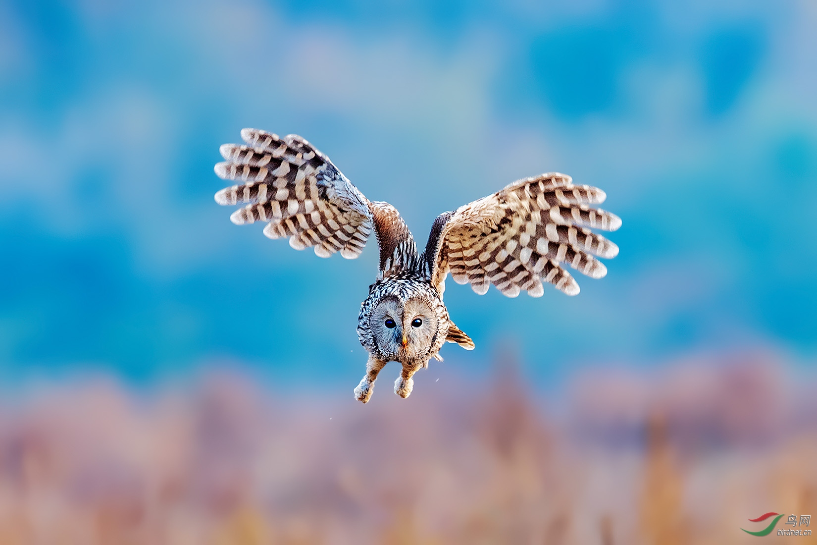 DSC_1240-a.jpg